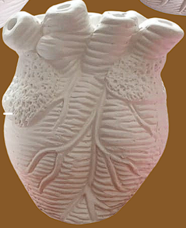 Corazon anatomico mediano