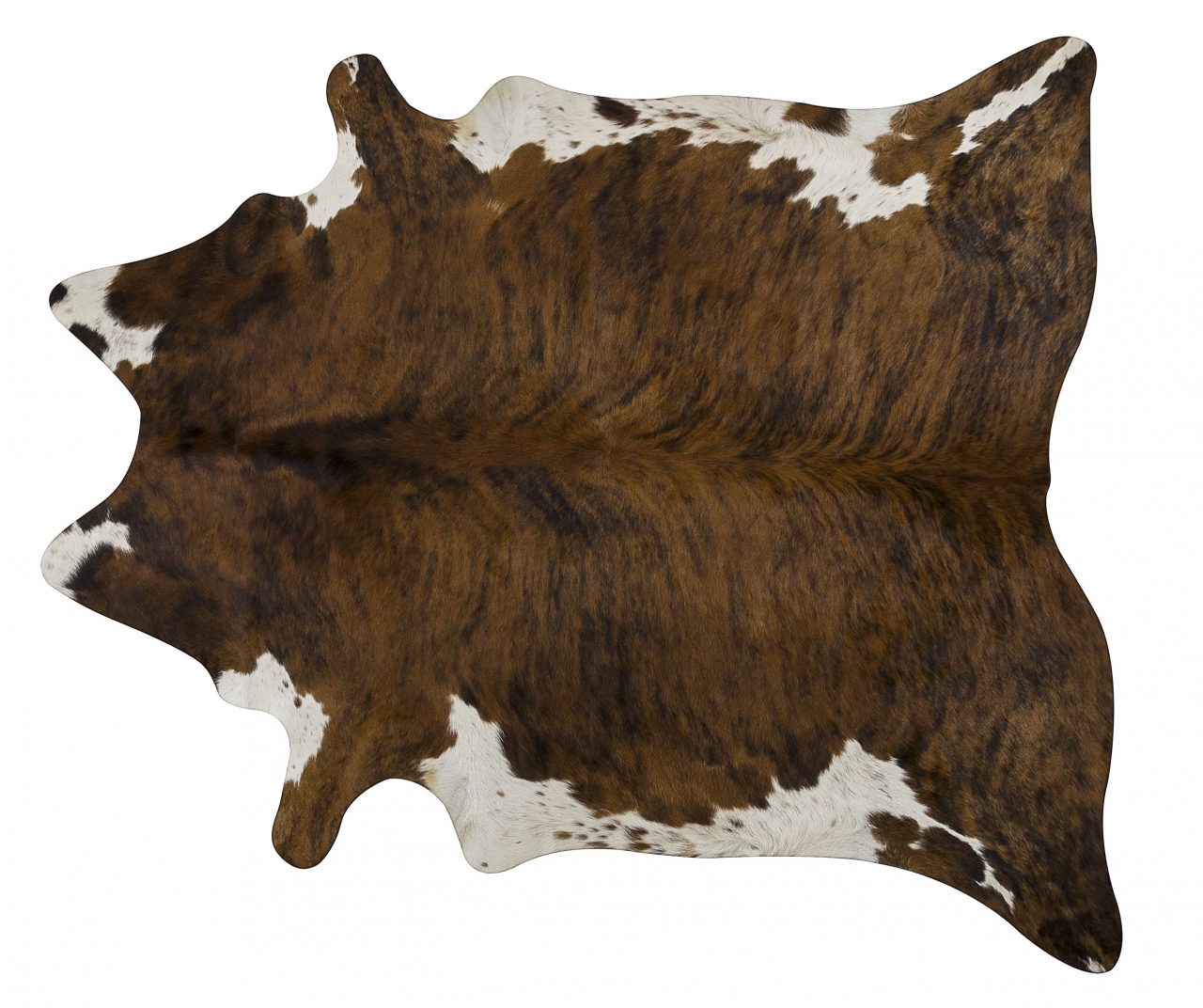 BRINDLE WHITE BELLY