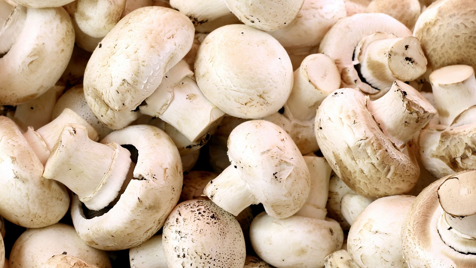 Champiñon natural x 500 gr