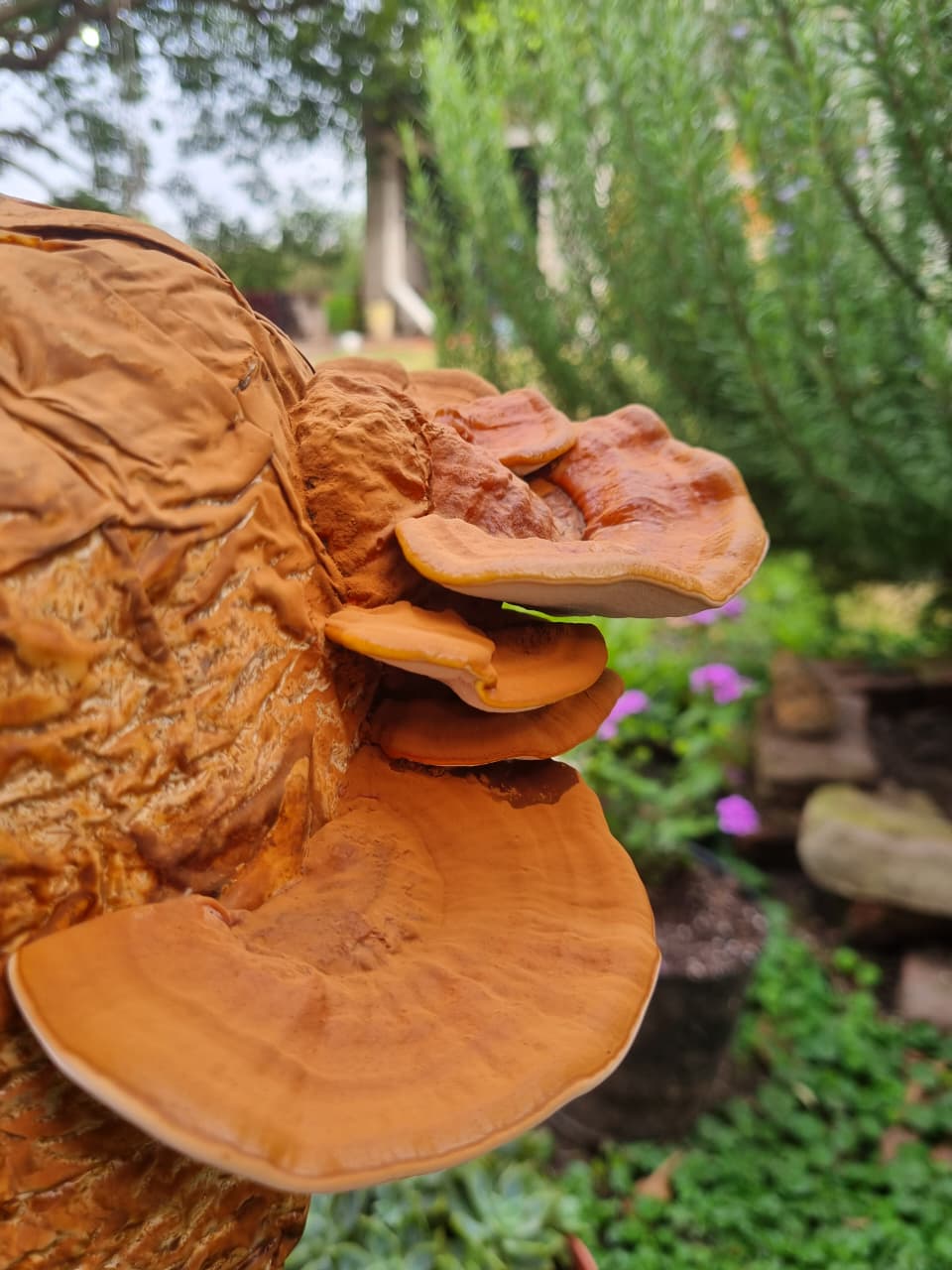 Reishi x 30 ml