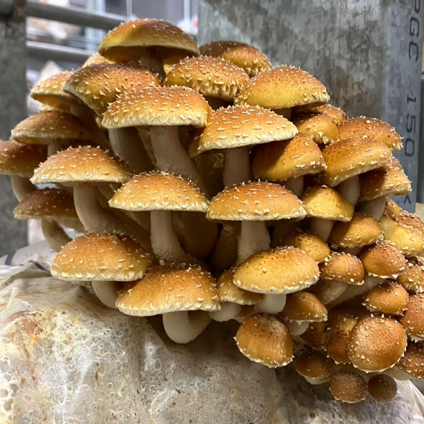 Pholiota x 500 gr