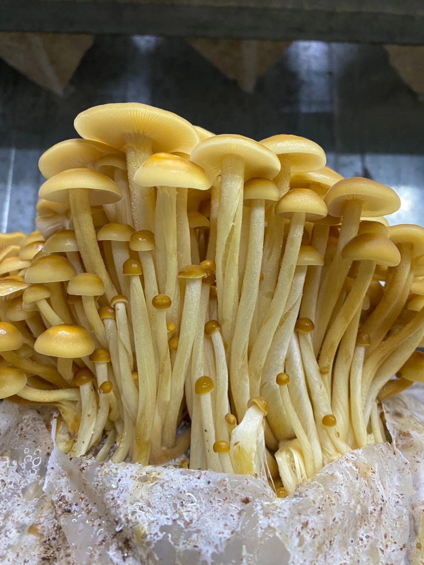 Enoki dorado x 500 gr
