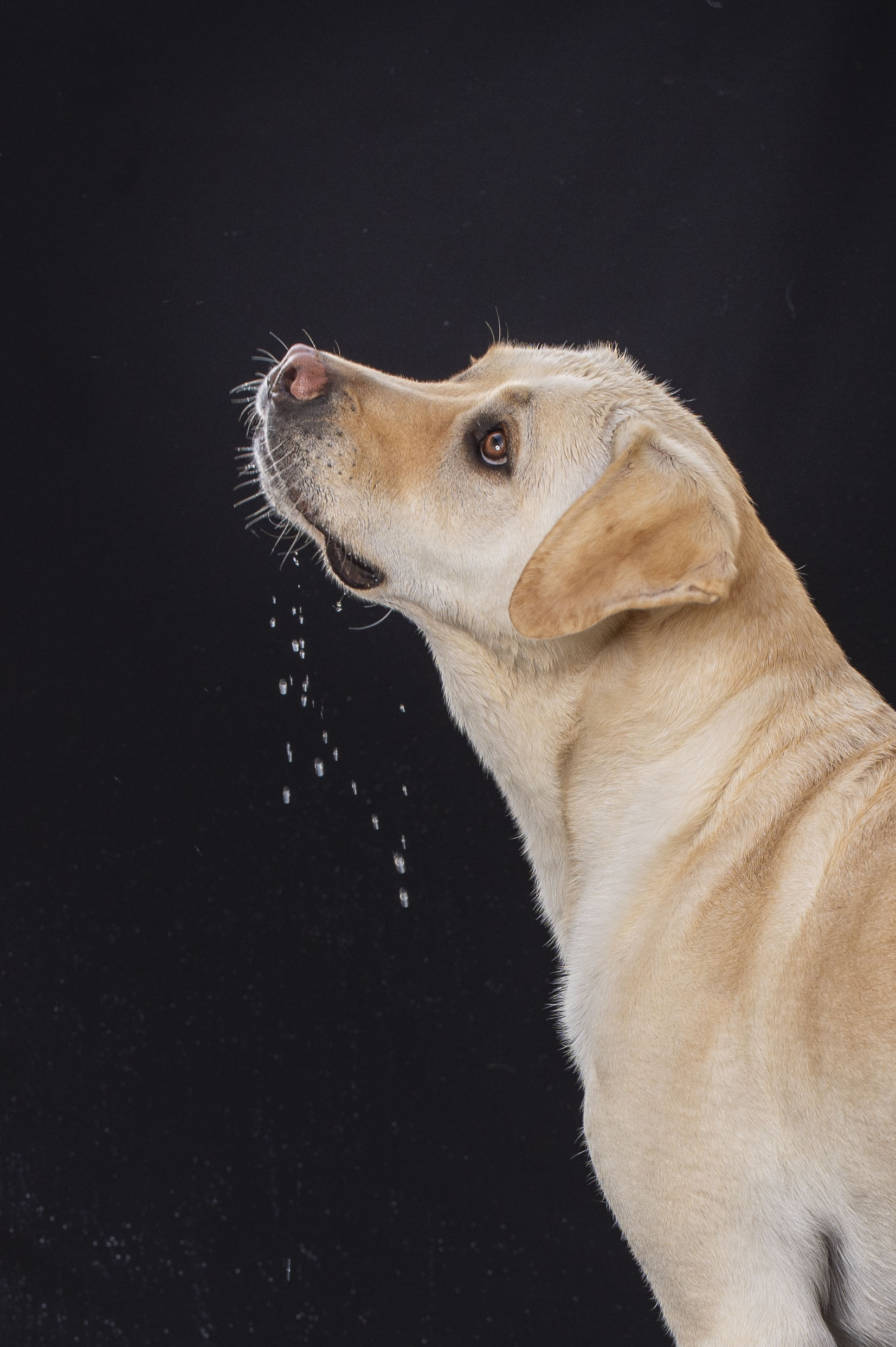 Acompte 30% pour las séance Aout-Les pattes dans l'eau