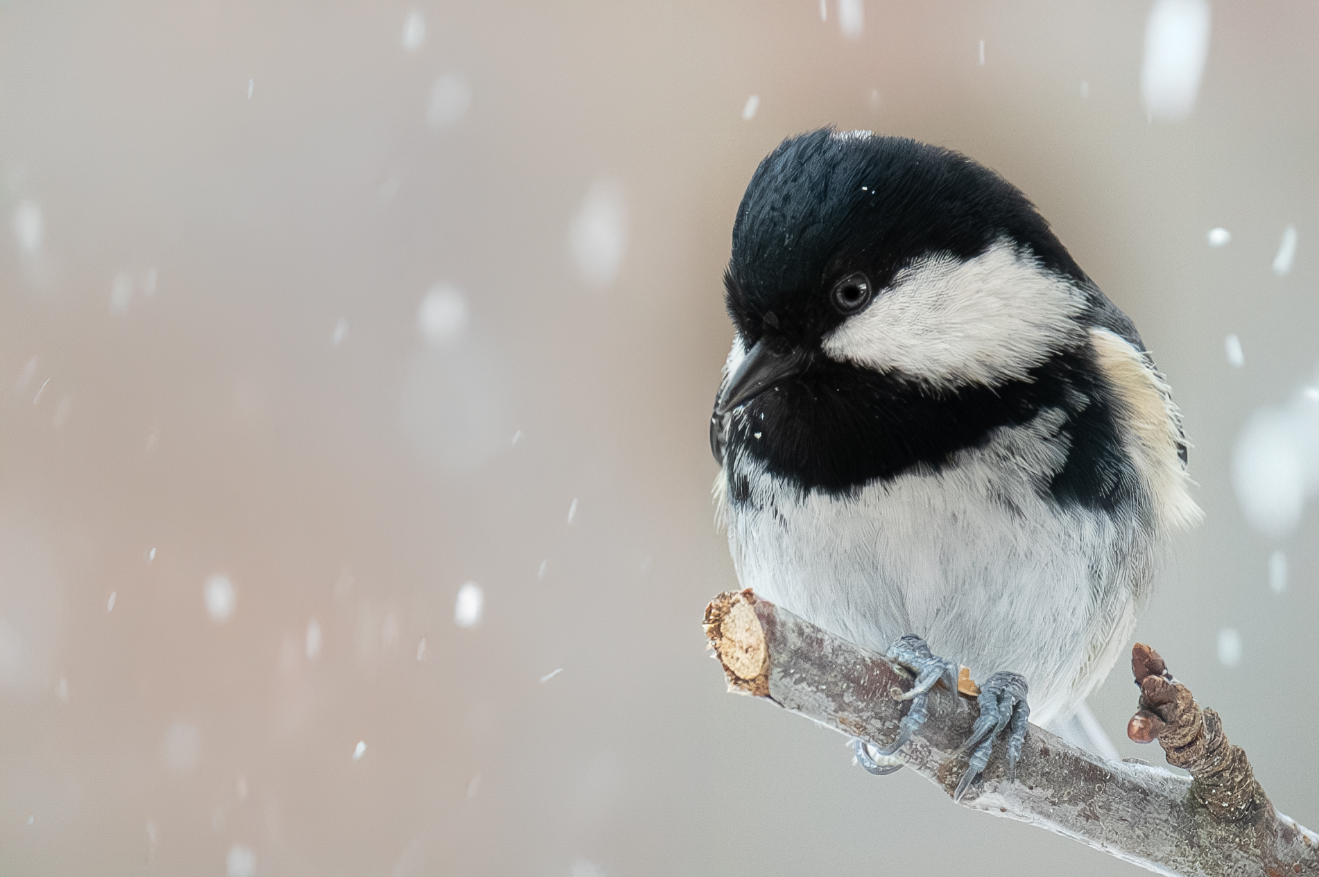 Photographie mésange noir "un jour de neige"