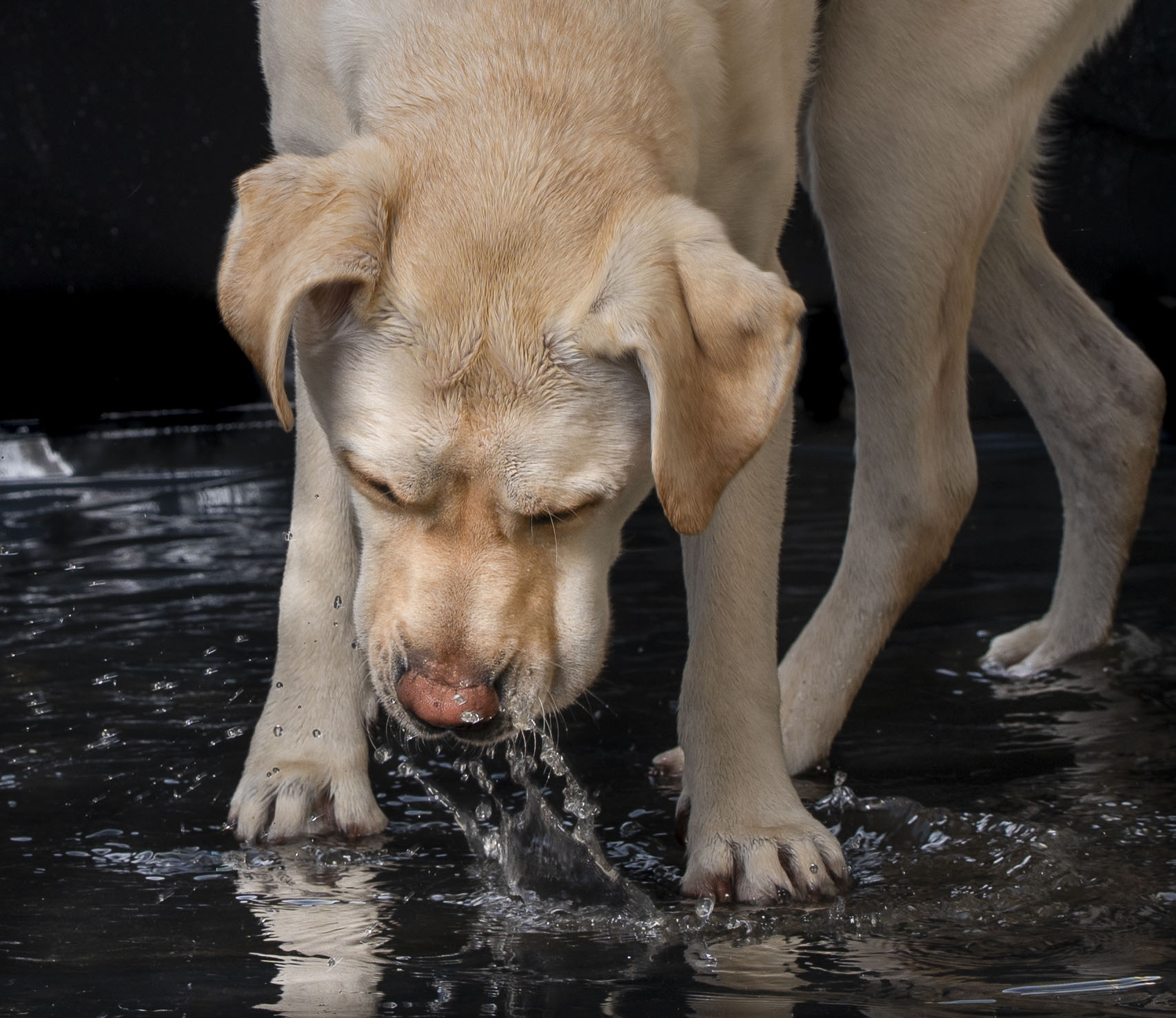 Acompte 30% pour las séance Aout-Les pattes dans l'eau