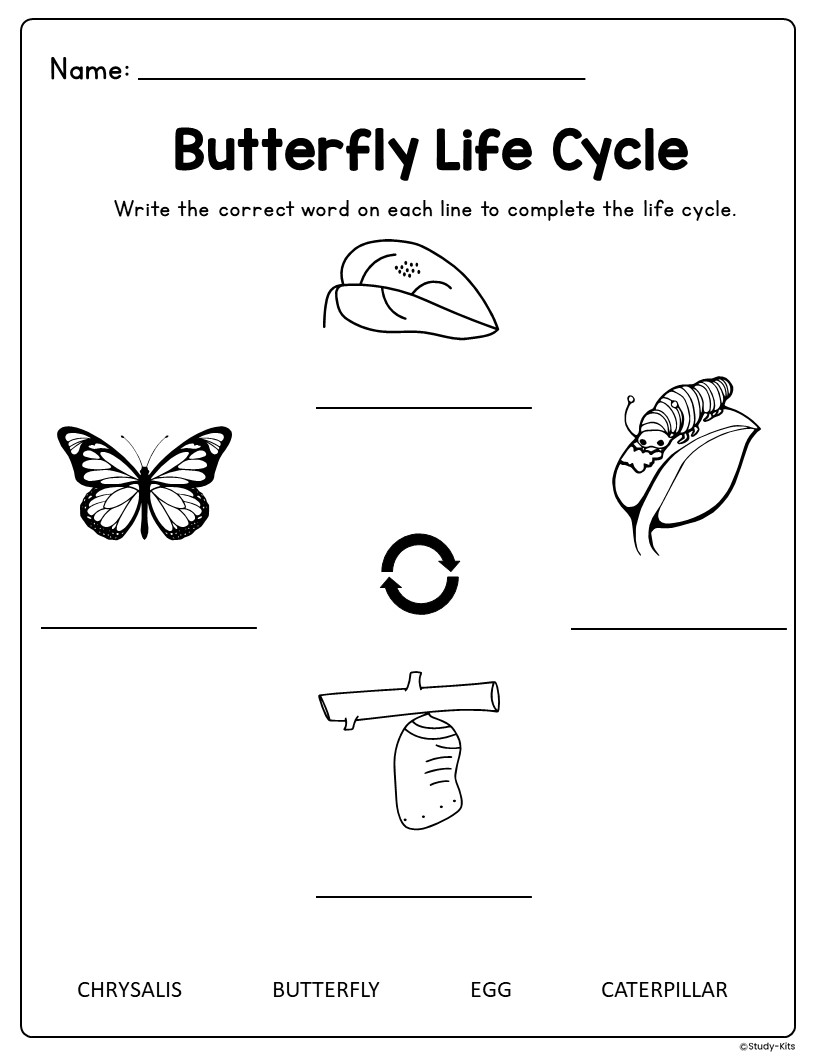Butterfly Life Cycle Learning Activity Packet