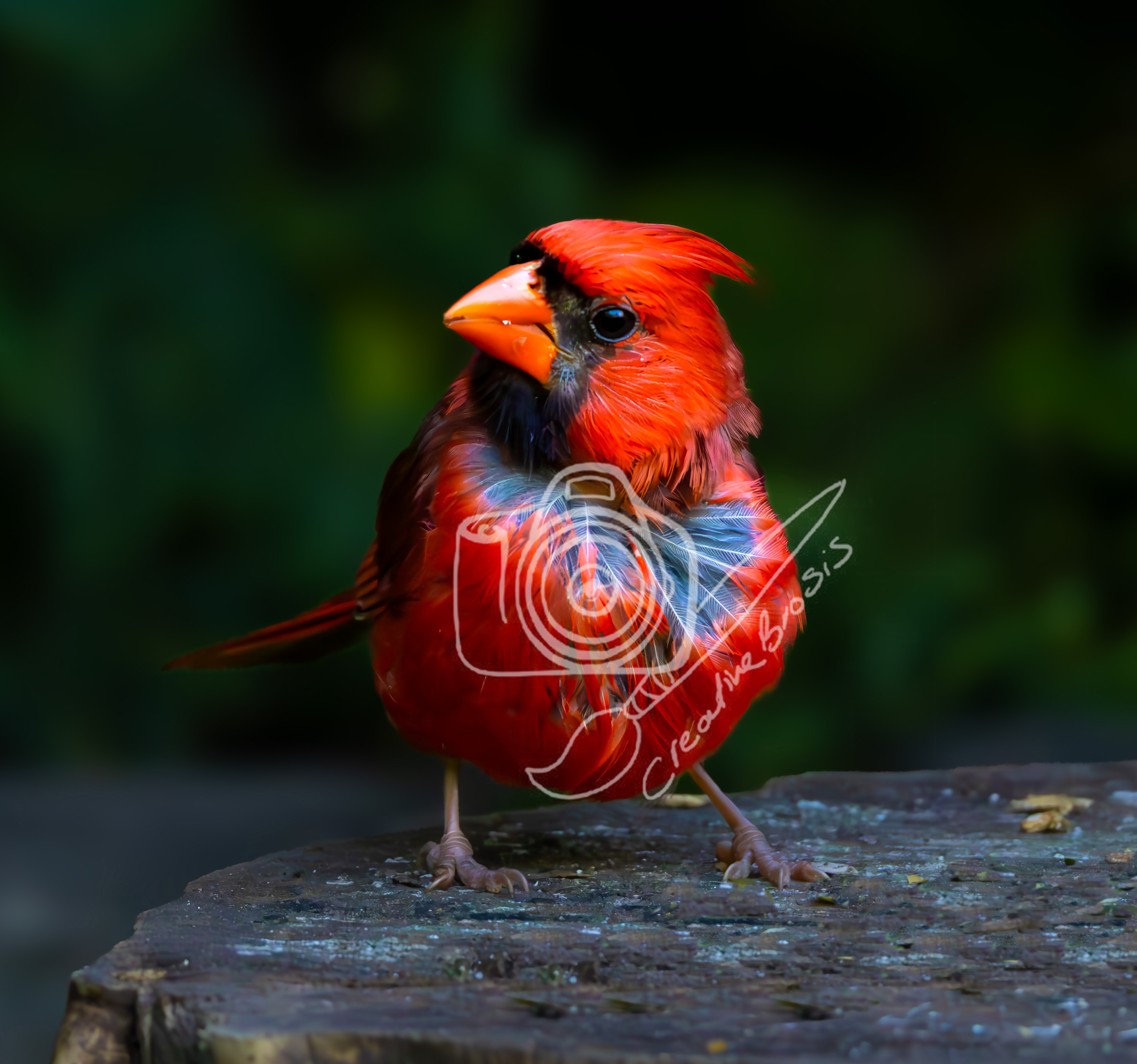 Flamefrost Northern Cardinal