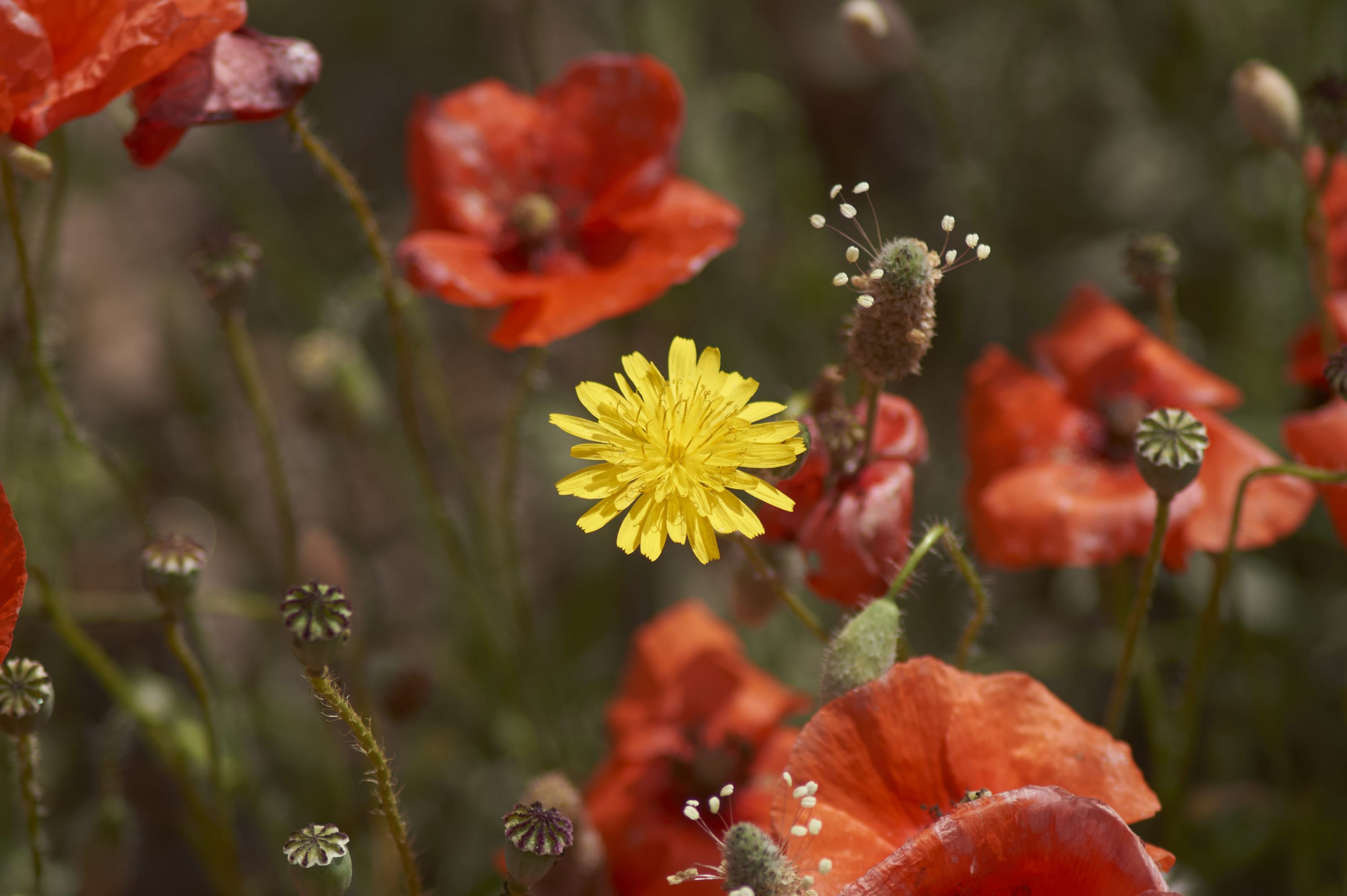 Fotografía de flor amarilla entre amapolas rojas, campo de flores silvestres, contraste de color, arte de pared floral, decoración vibrante.