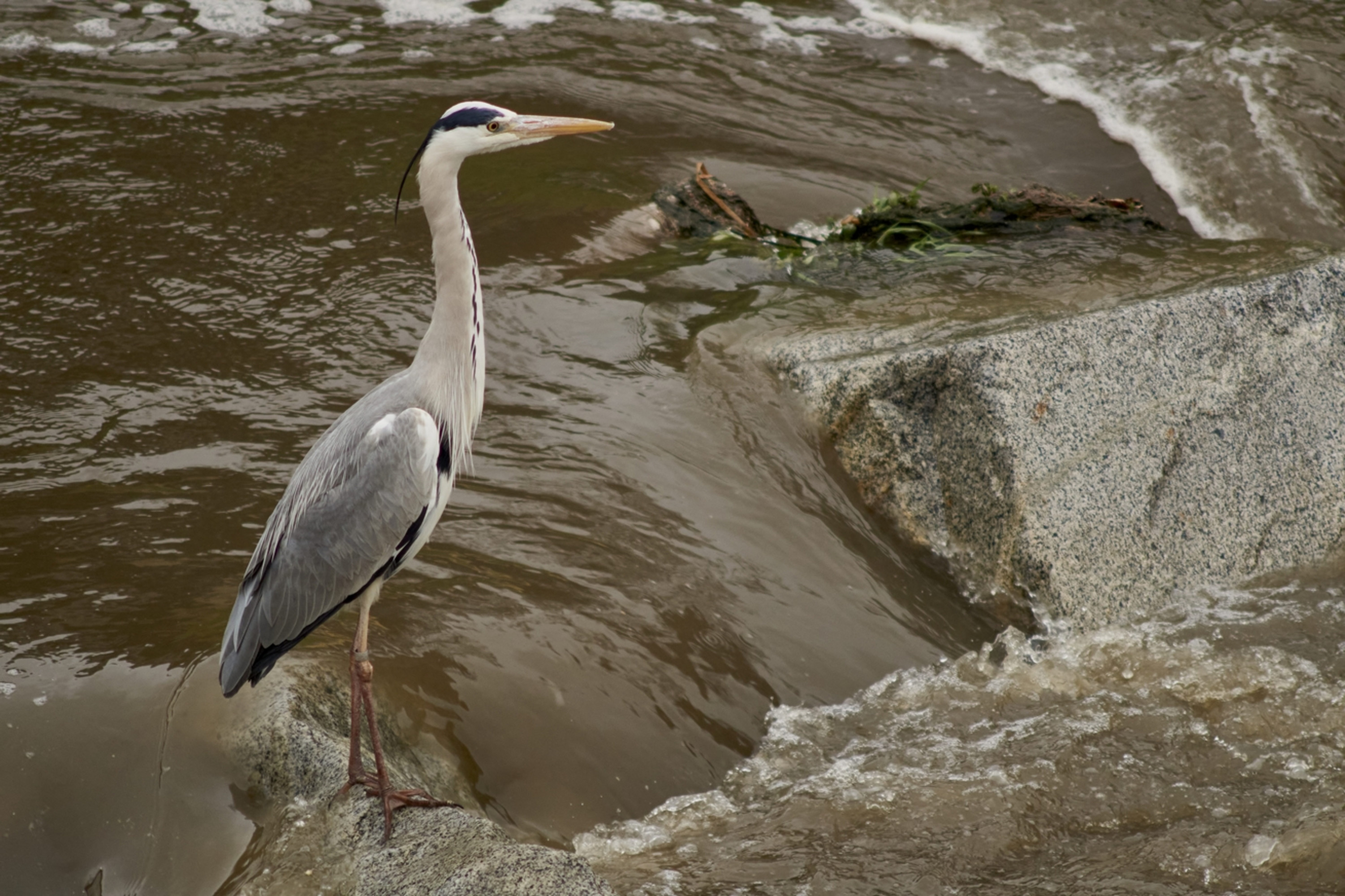 Fotografía de garza real junto al río