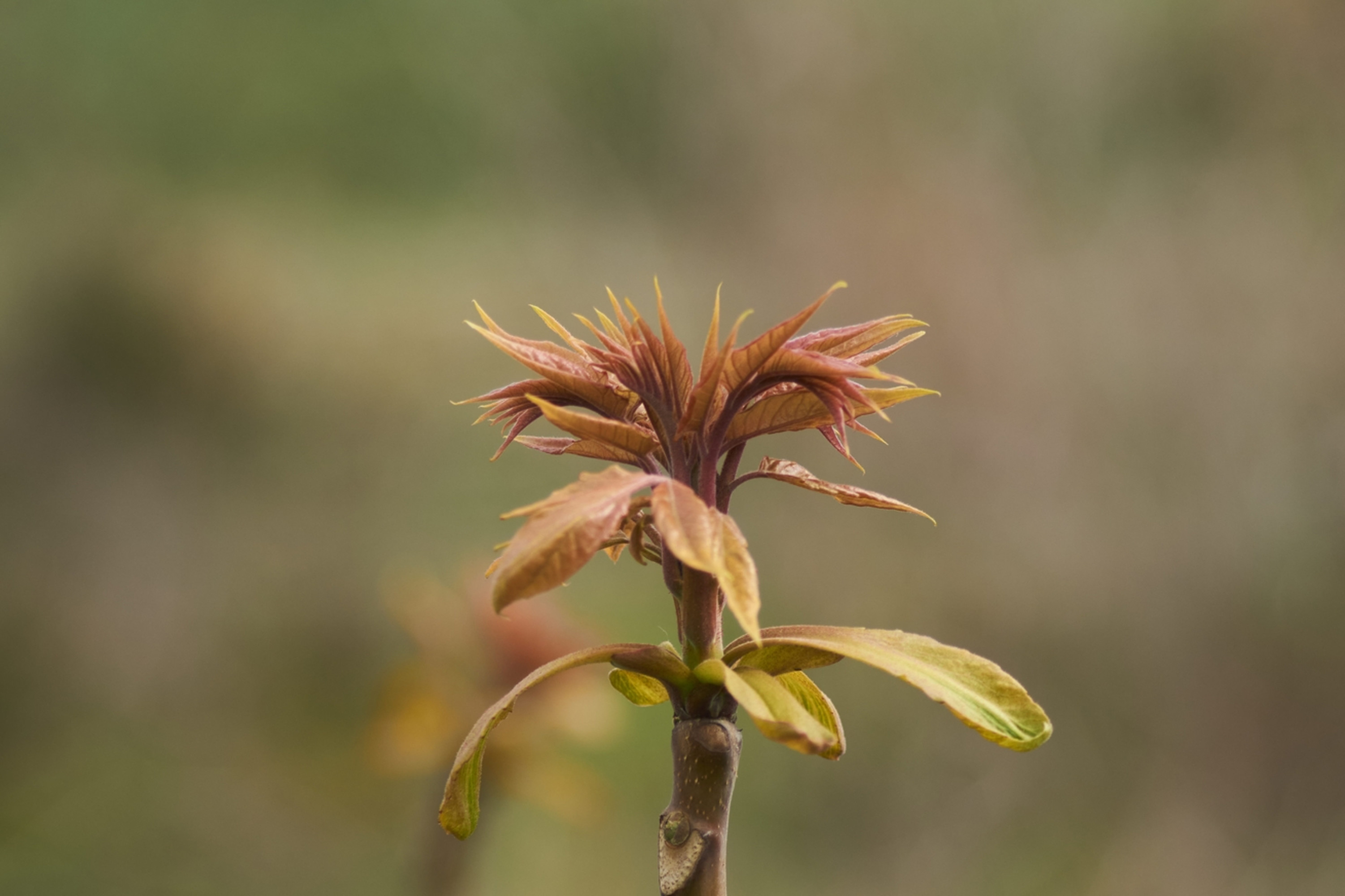 Brote de planta silvestre renaciendo