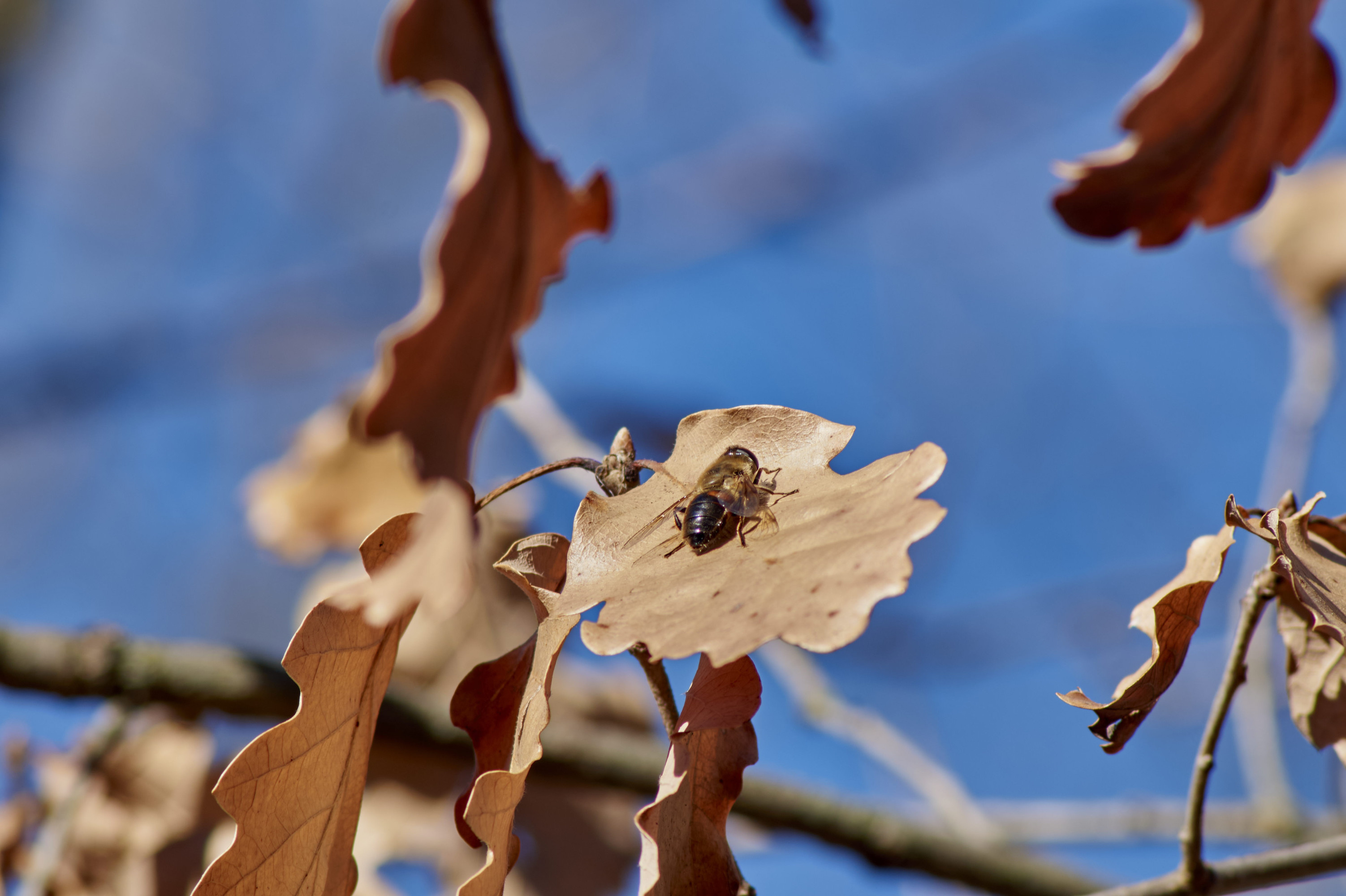 Abeja en hoja de roble