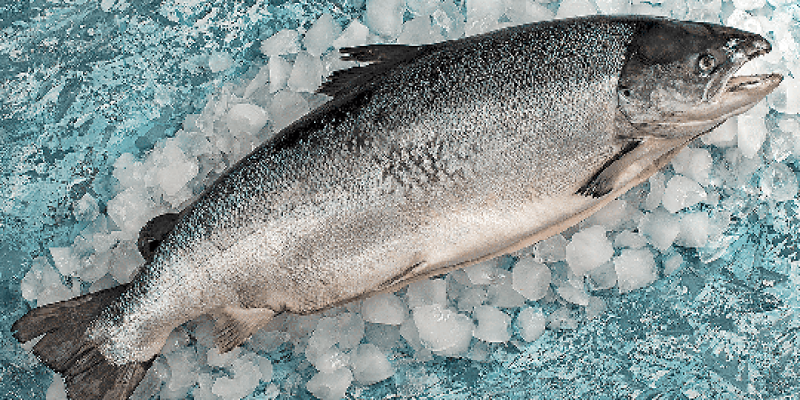 Fresh Whole Salmon