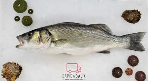 Fresh Wild Sea Bass