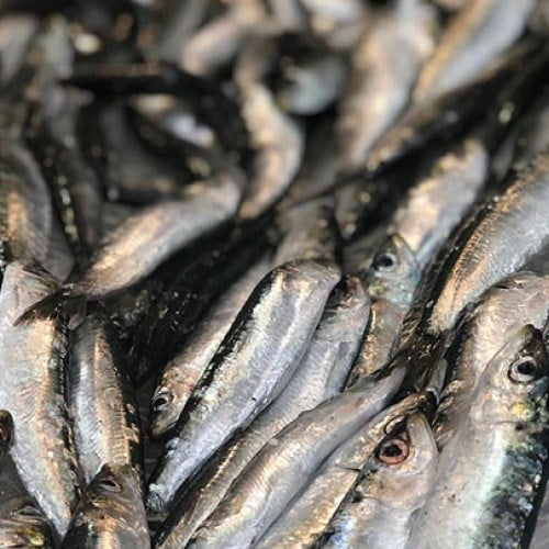 Fresh Sardines