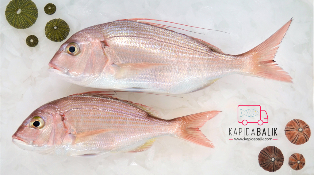 Fresh Pink Sea Bream