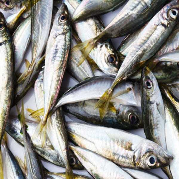 Fresh Mackerel Fish