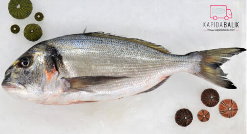 Fresh Sea Bream
