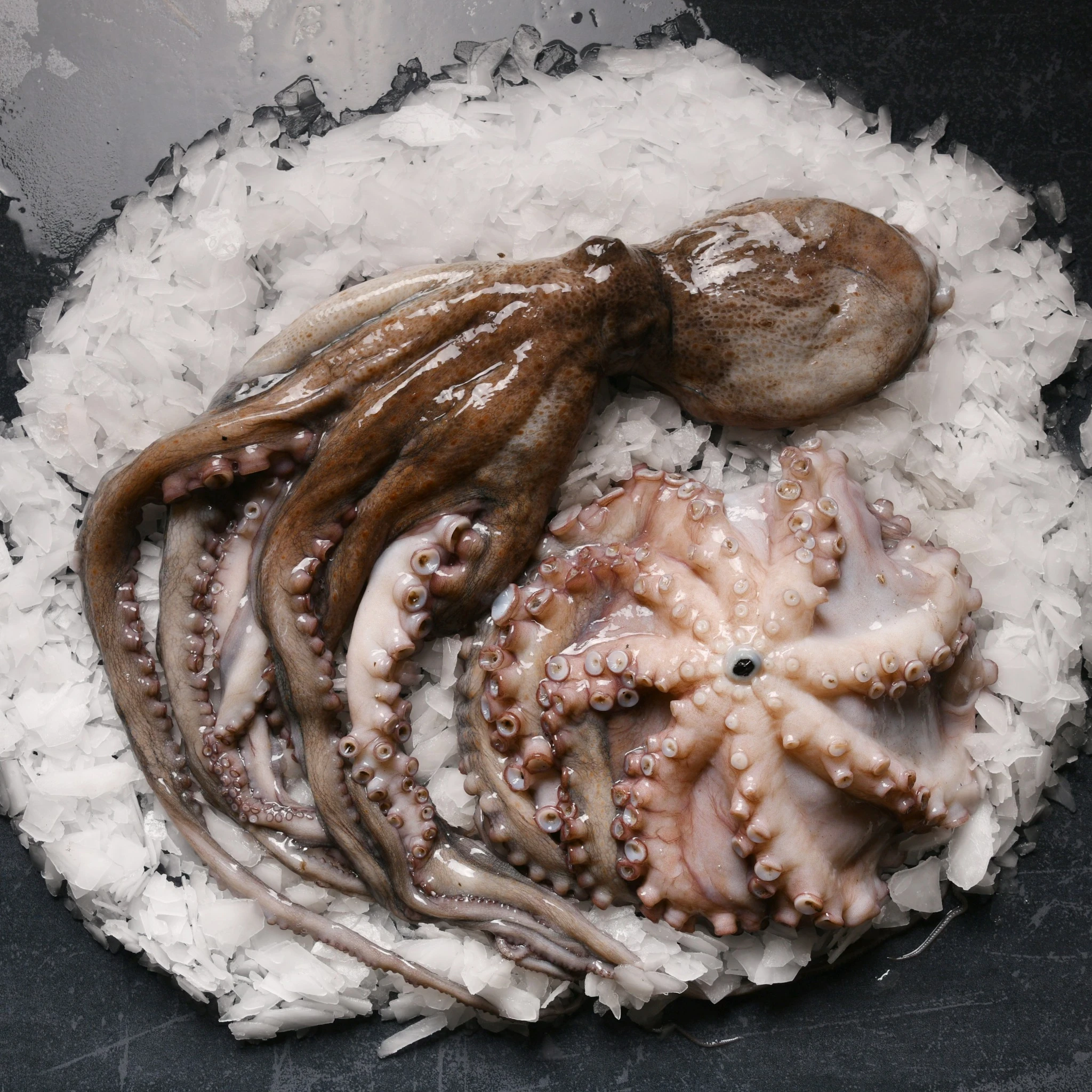 Fresh Octopus
