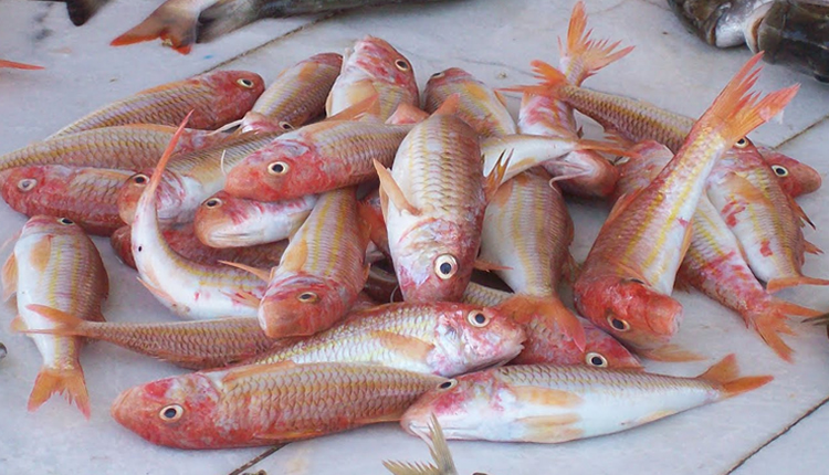 Fresh Red Mullet Fish