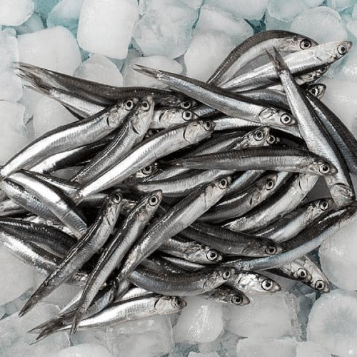 Fresh Anchovies