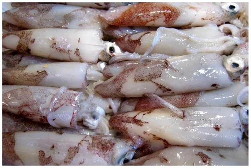 Fresh Squid