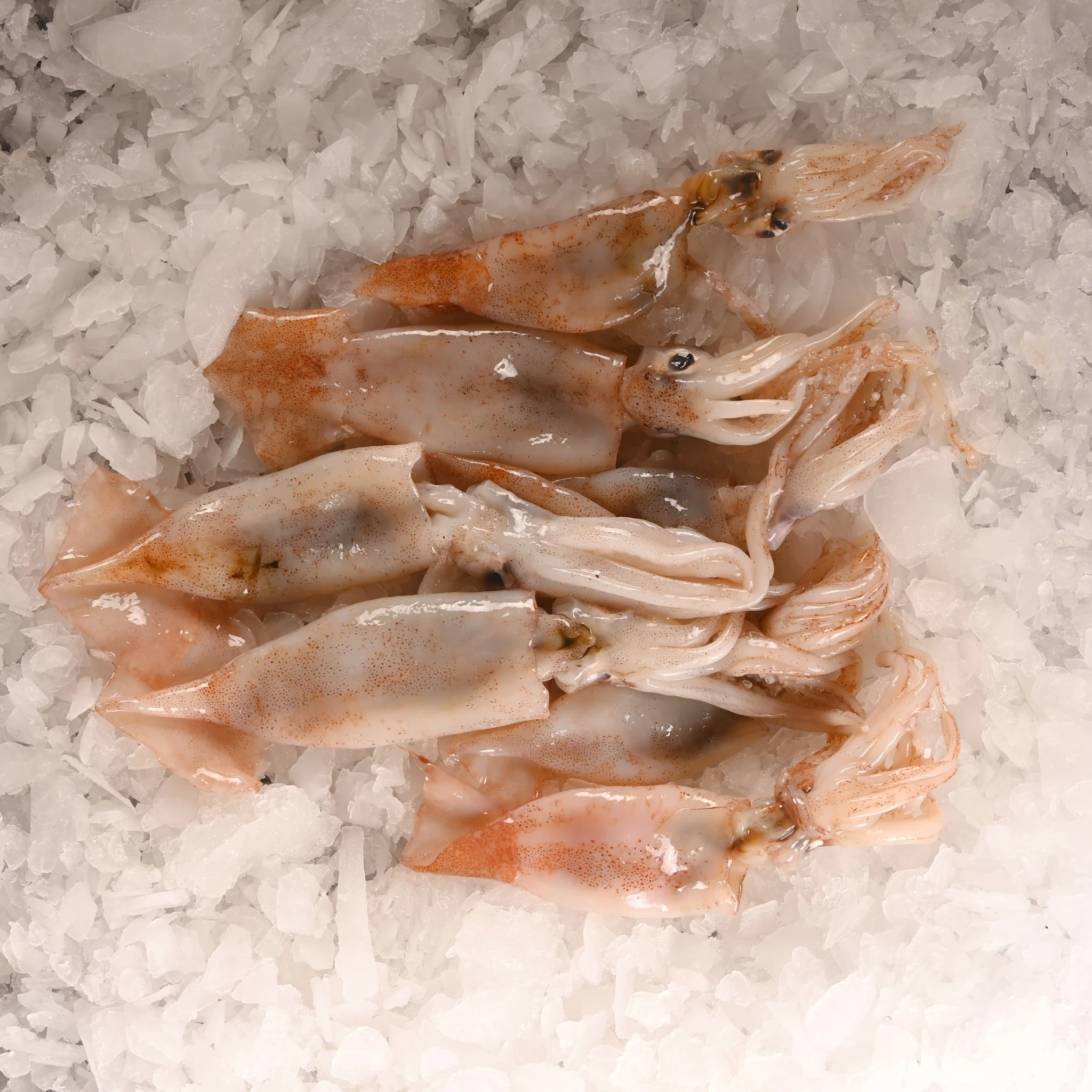 Fresh Import Squid