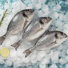 Fresh  sea bream