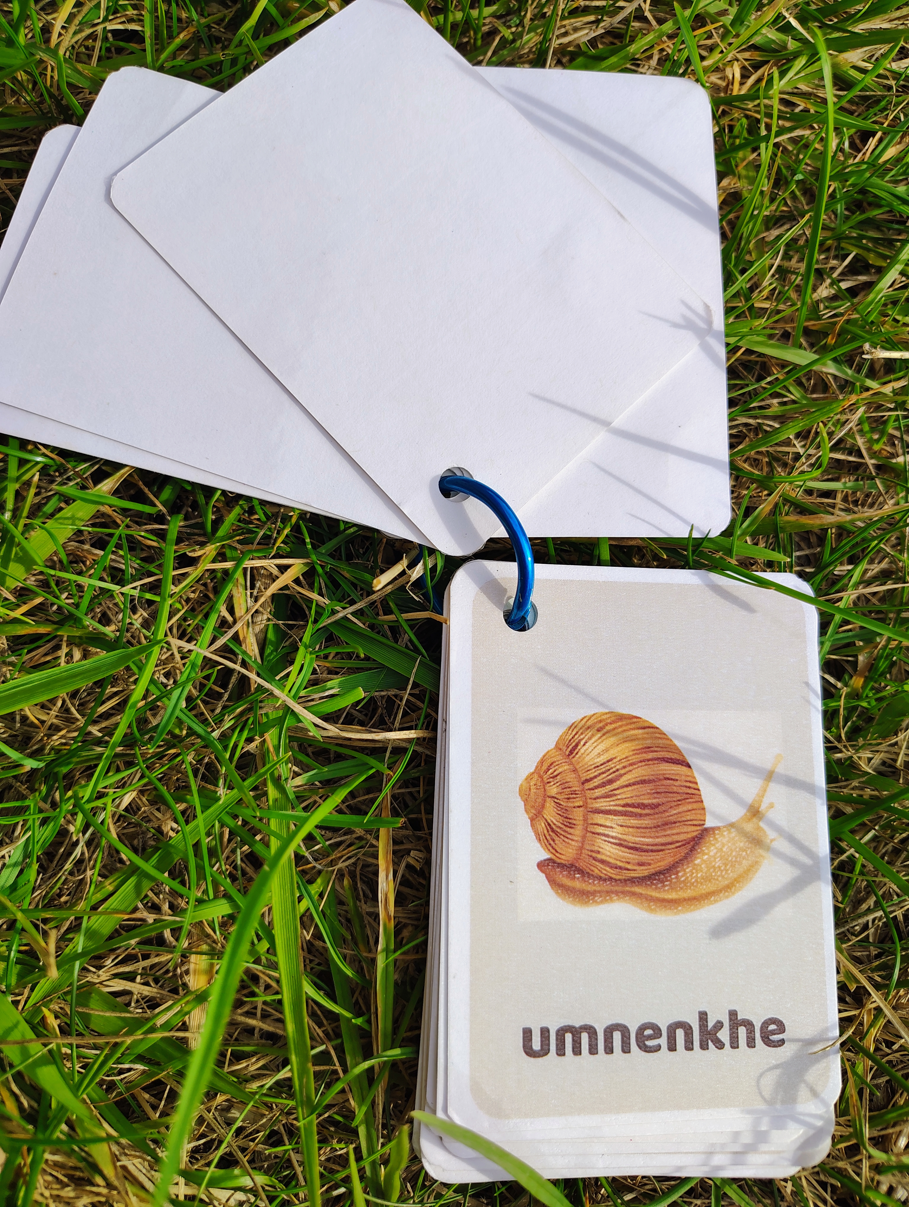 Insect and Caterpillar Flashcards in Siswati