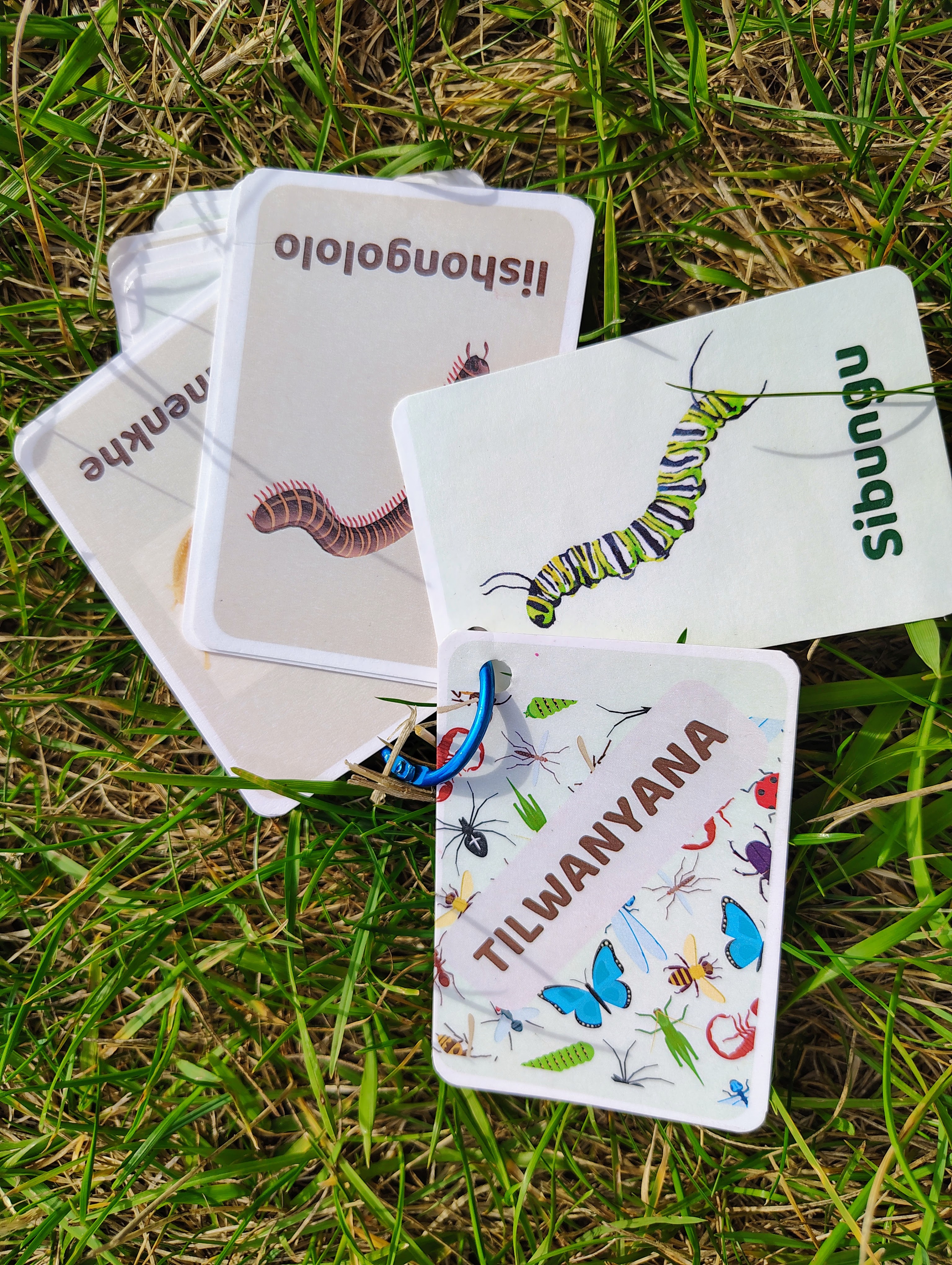 Insect and Caterpillar Flashcards in Siswati