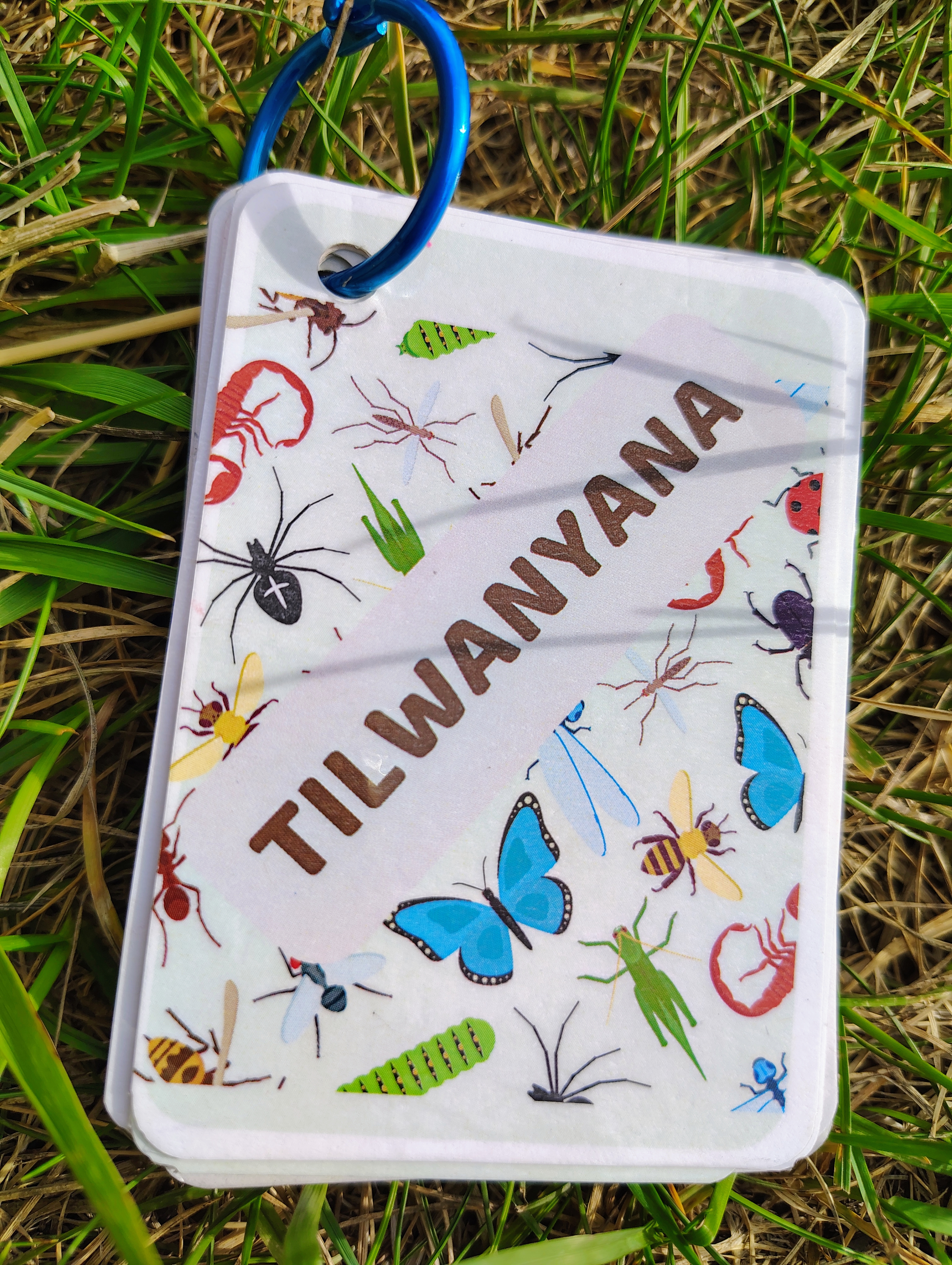 Insect and Caterpillar Flashcards in Siswati
