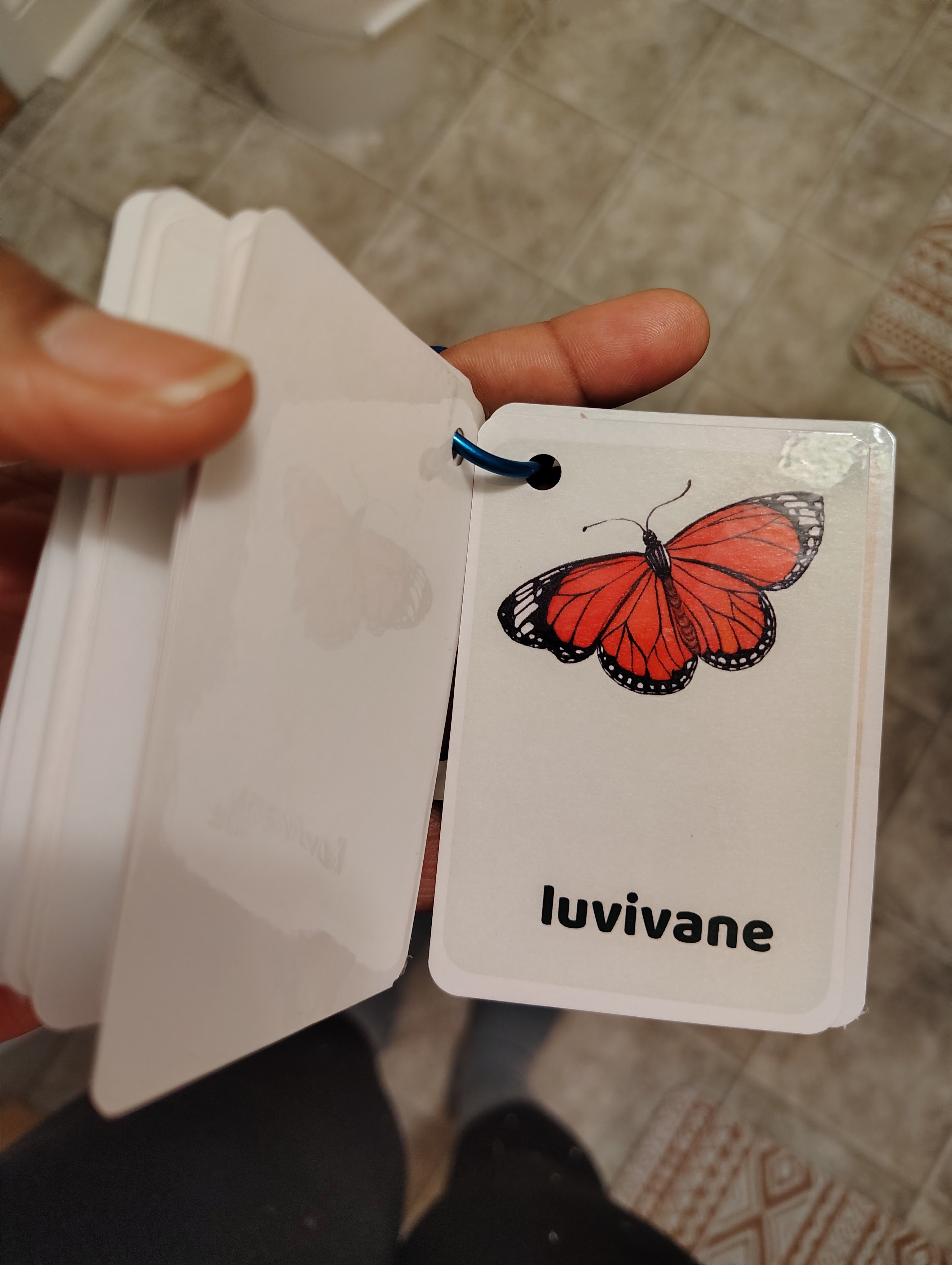 Insect and Caterpillar Flashcards in Siswati