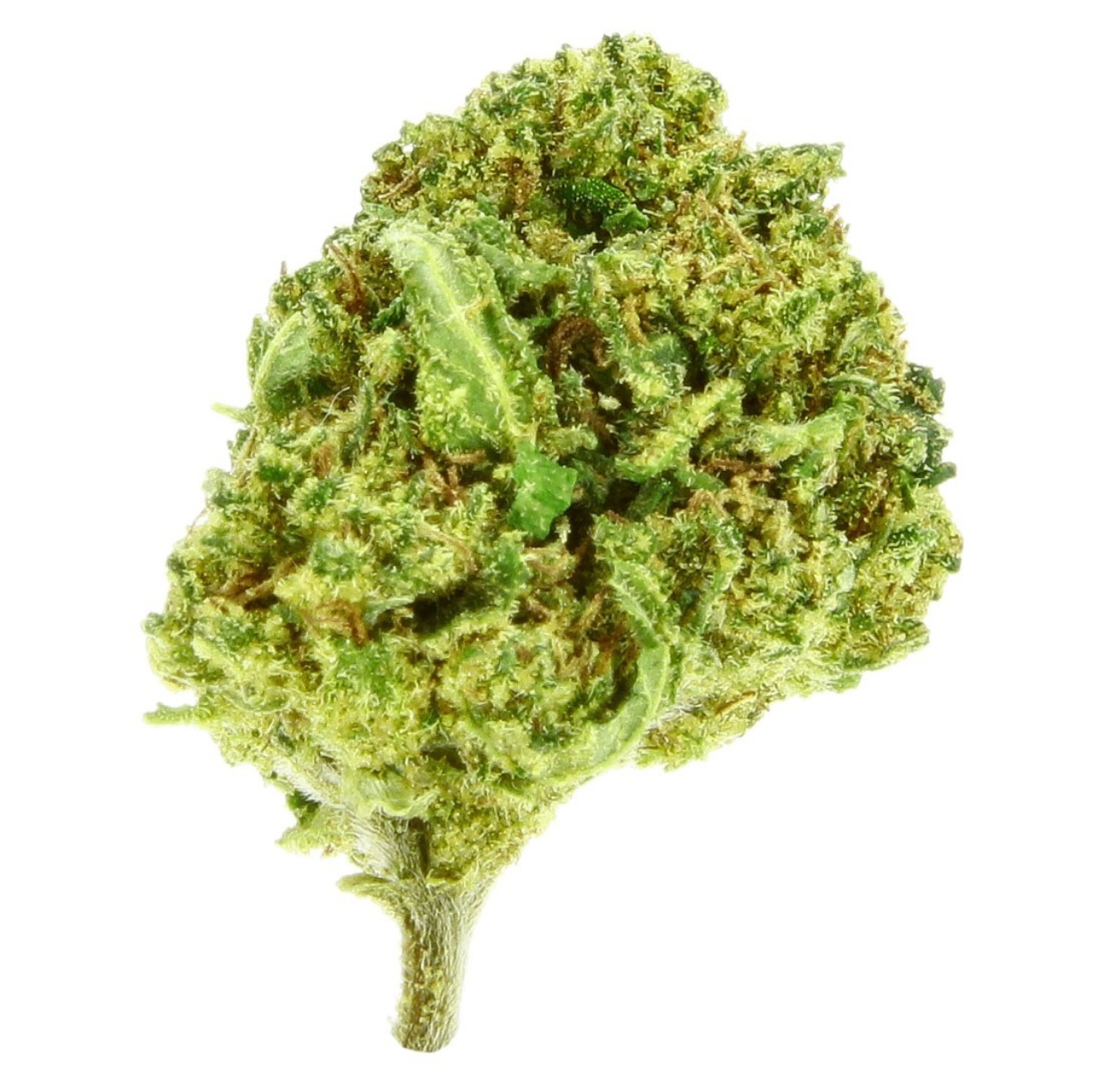 Silver Haze GreenHouse 