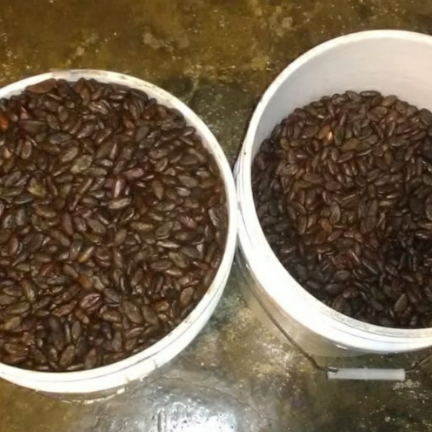 Hand pealed cacao beans Bulk 1 lbs.