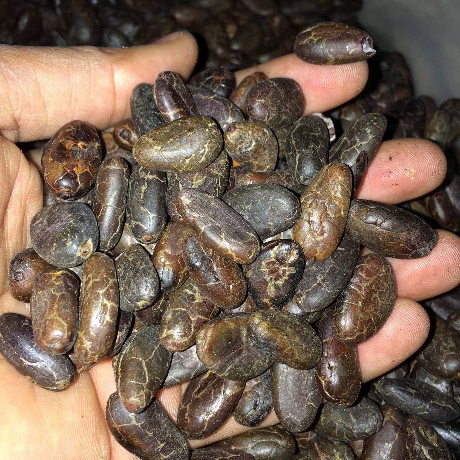 30 Day Cacao Beans 