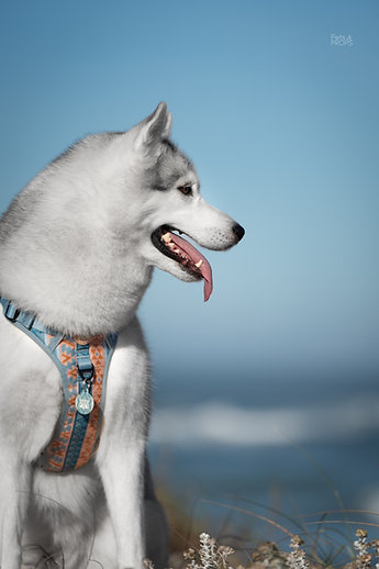 Pets&props petnešos