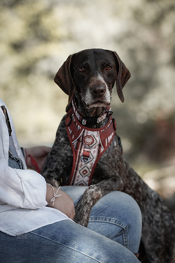 Pets&props petnešos