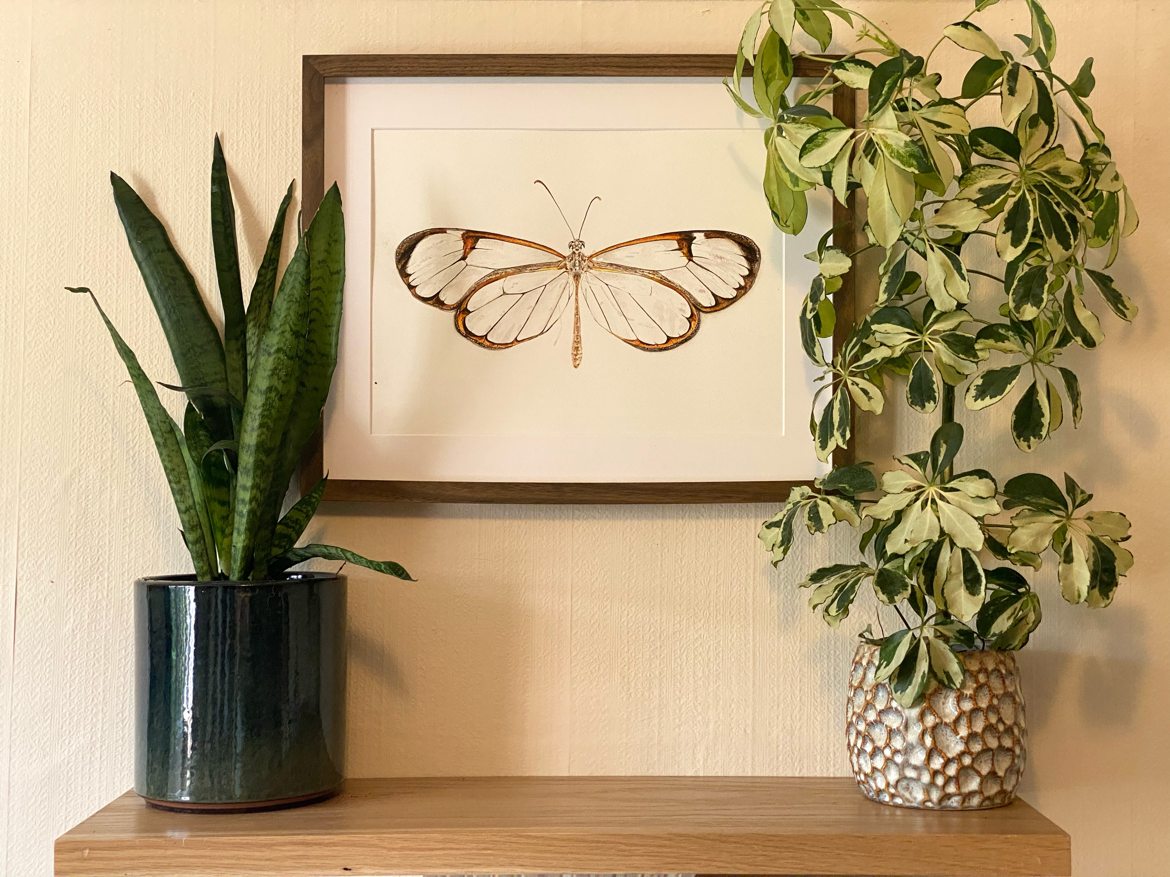 Framed Original Watercolour Butterfly 'Glasswing'