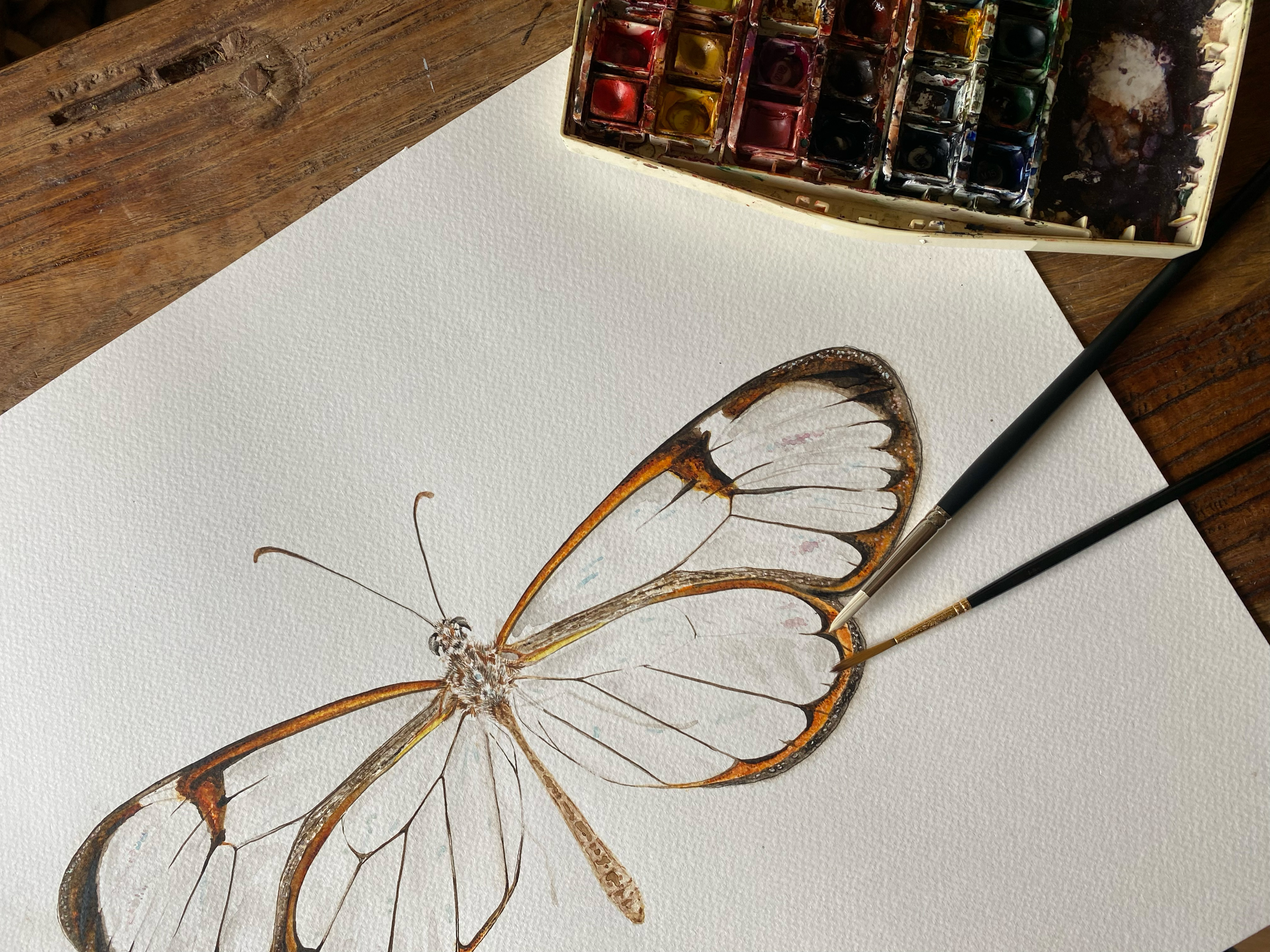 Framed Original Watercolour Butterfly 'Glasswing'