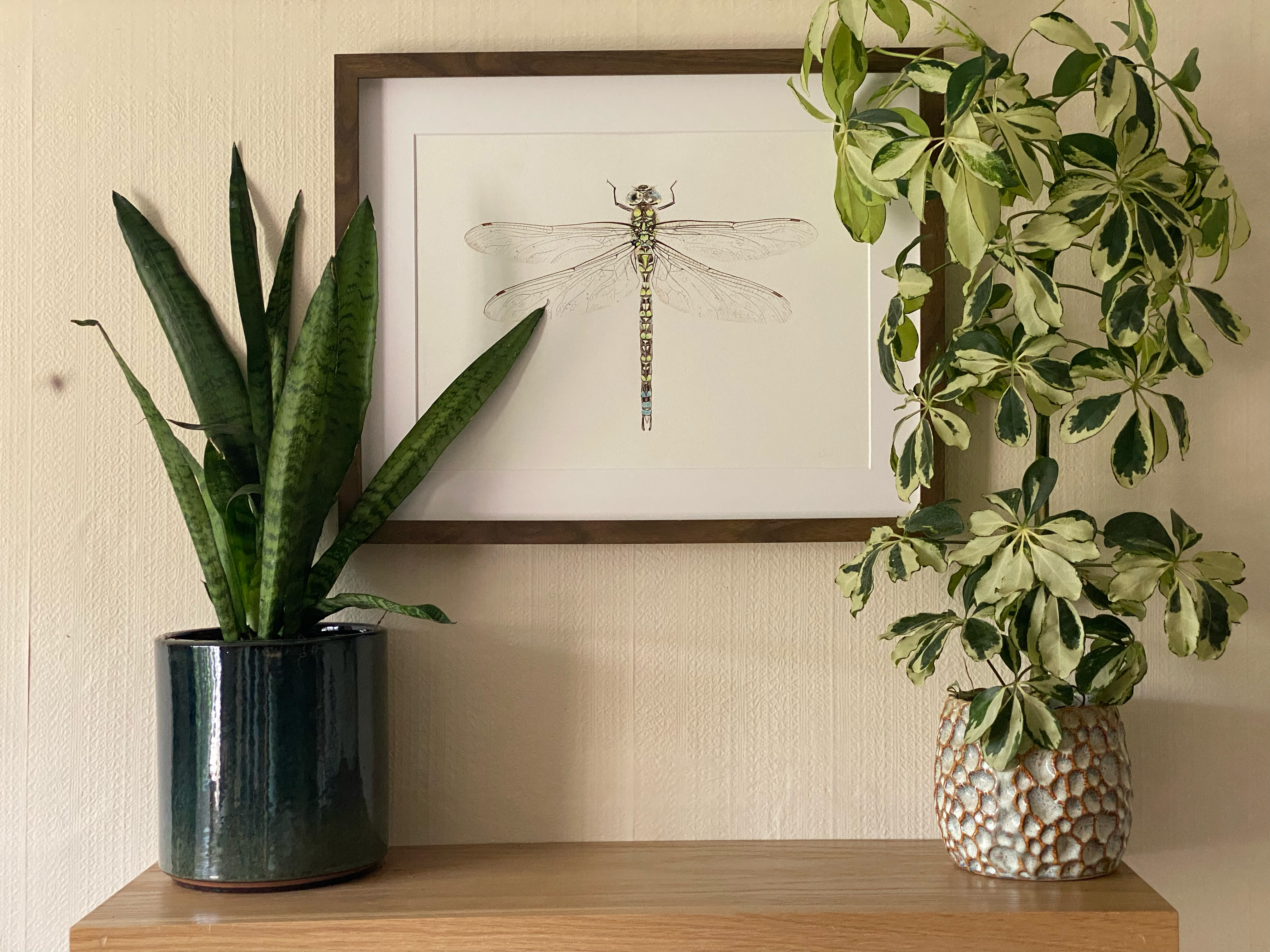 Framed Original Watercolour Dragonfly 'Southern Hawker'