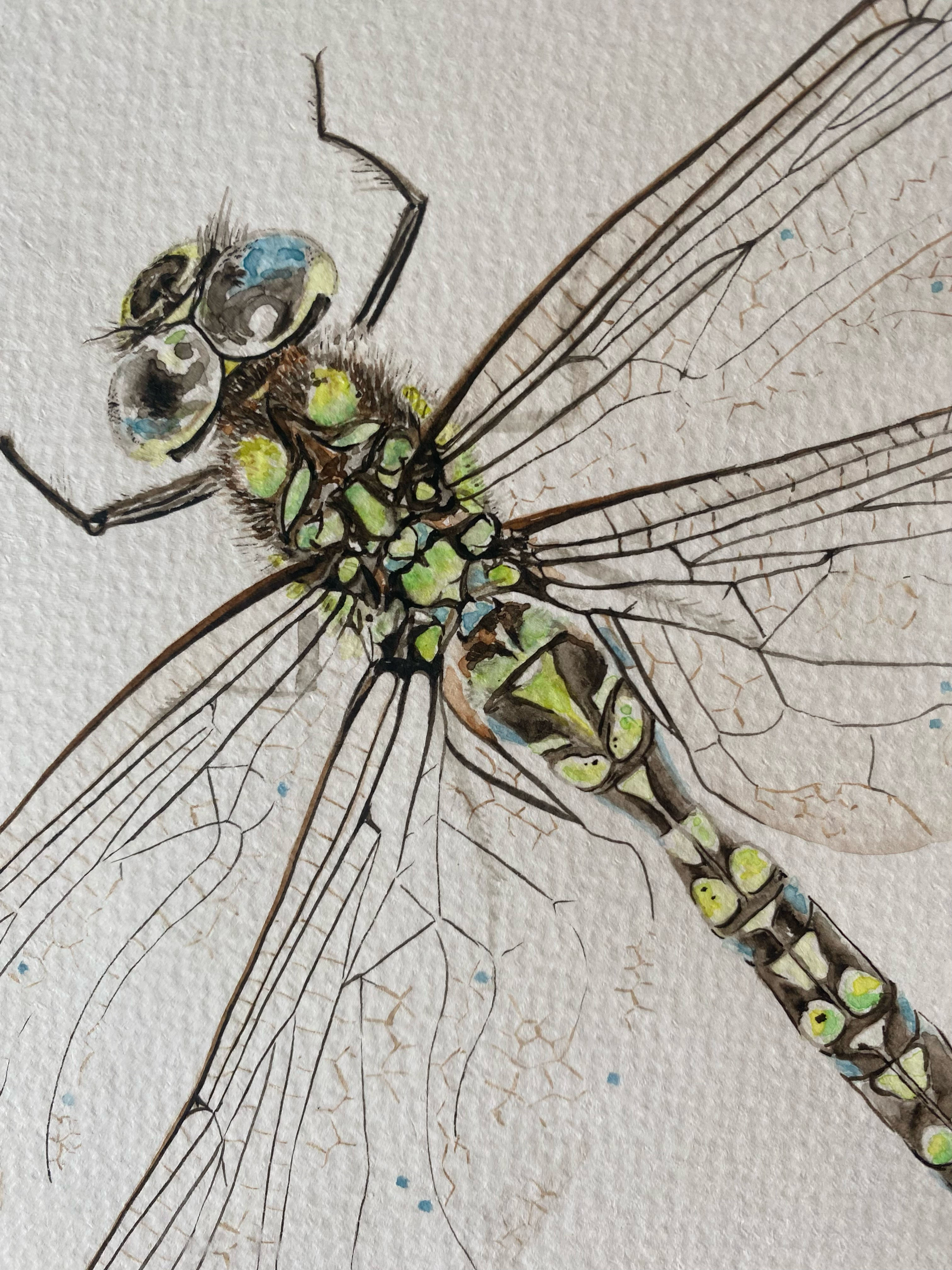 Framed Original Watercolour Dragonfly 'Southern Hawker'