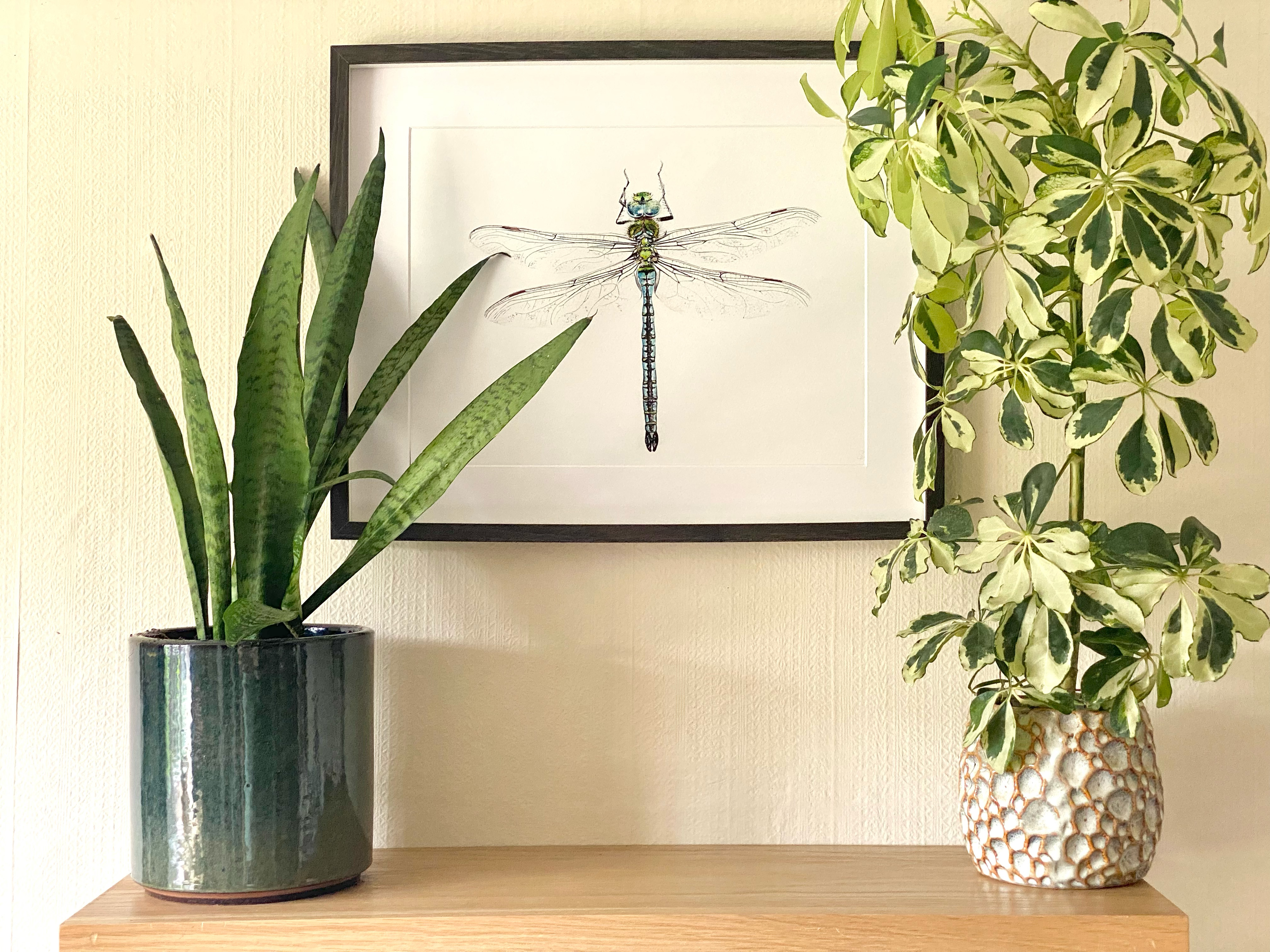 Framed PRINT from Handpainted Watercolour 'Emperor'