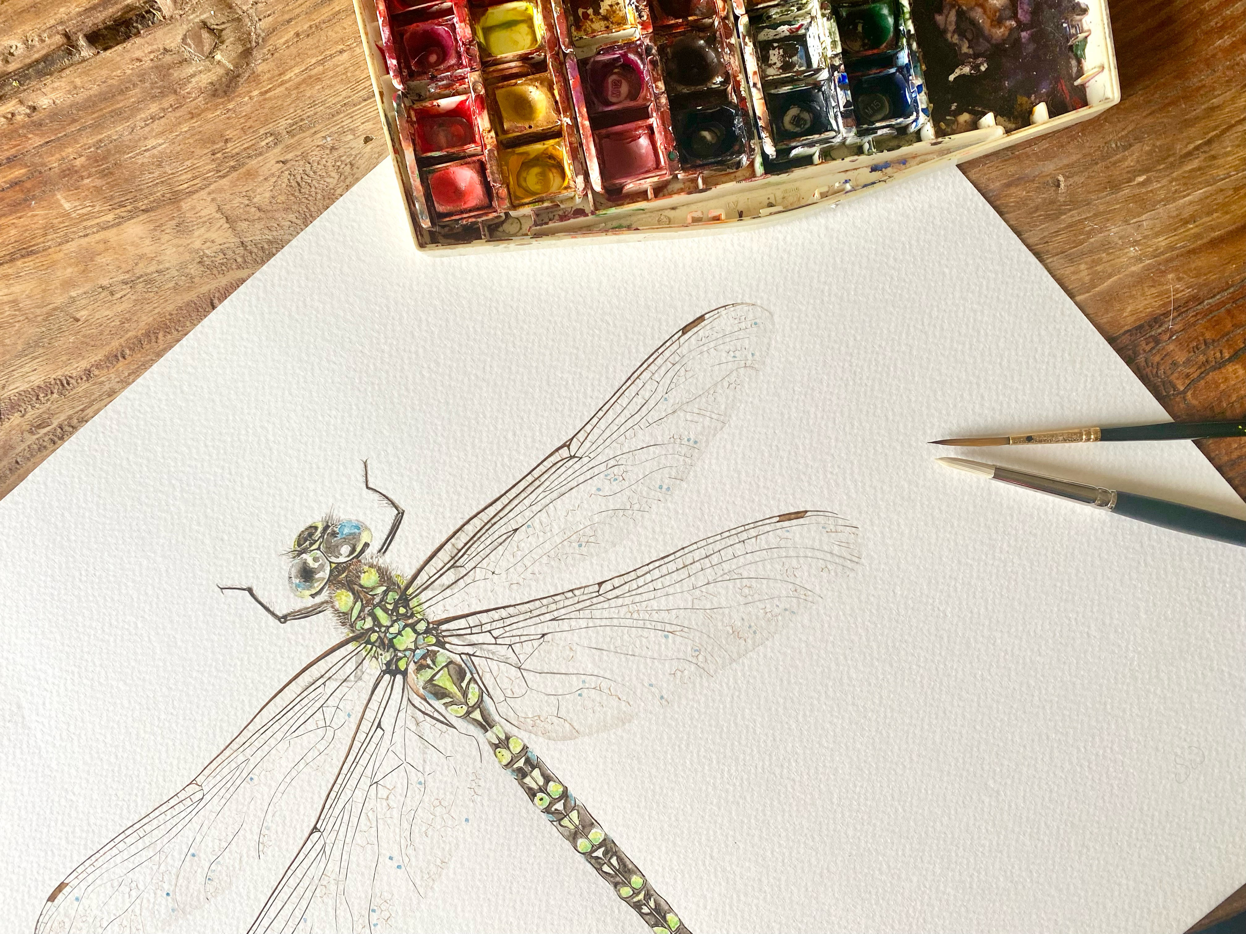 Framed Original Watercolour Dragonfly 'Southern Hawker'