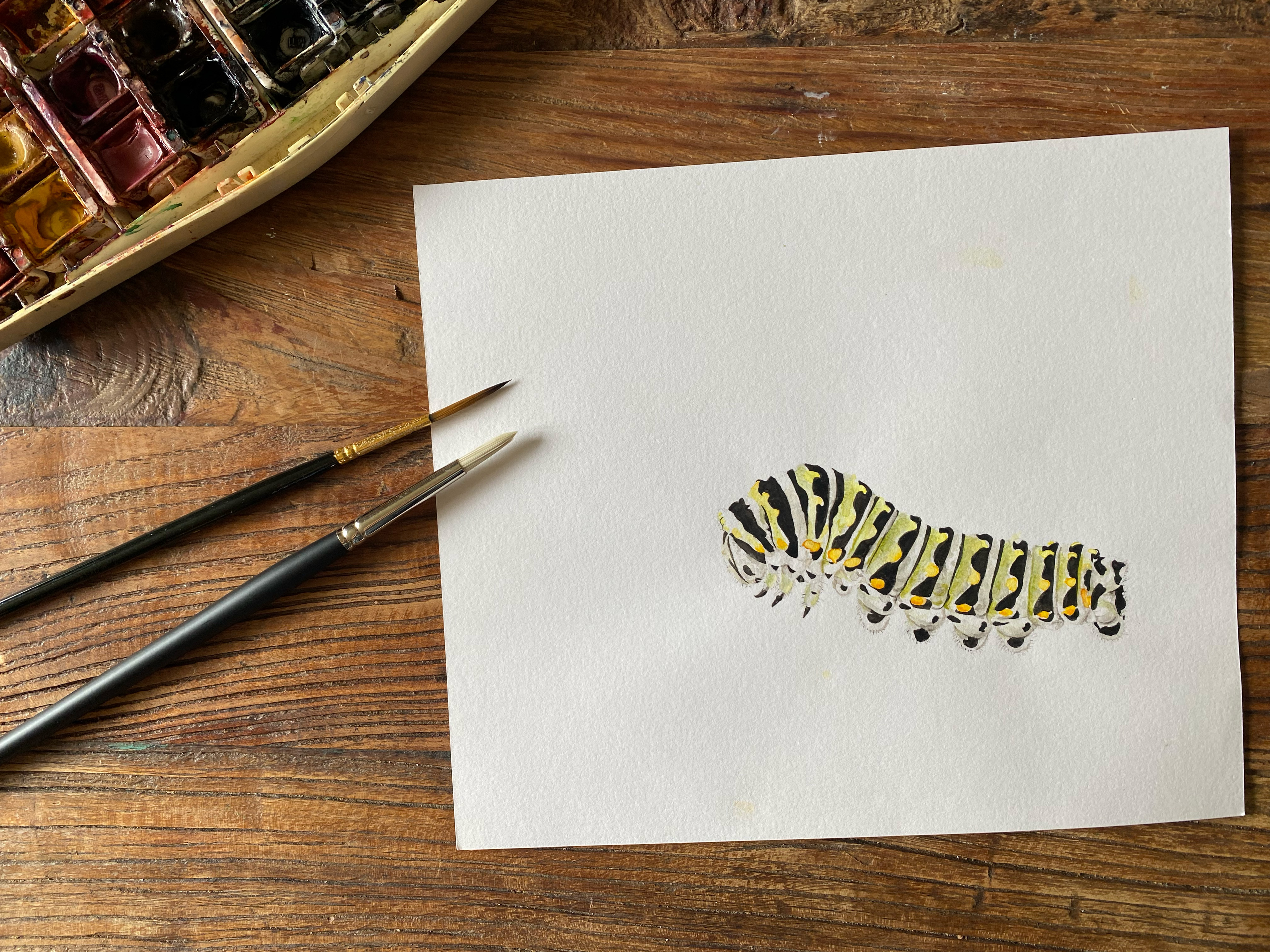 Hand Drawn 'Swallowtail' Caterpillar Greetings card