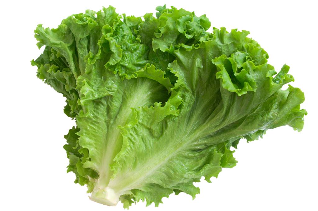 GREEN LEAF LETTUCE