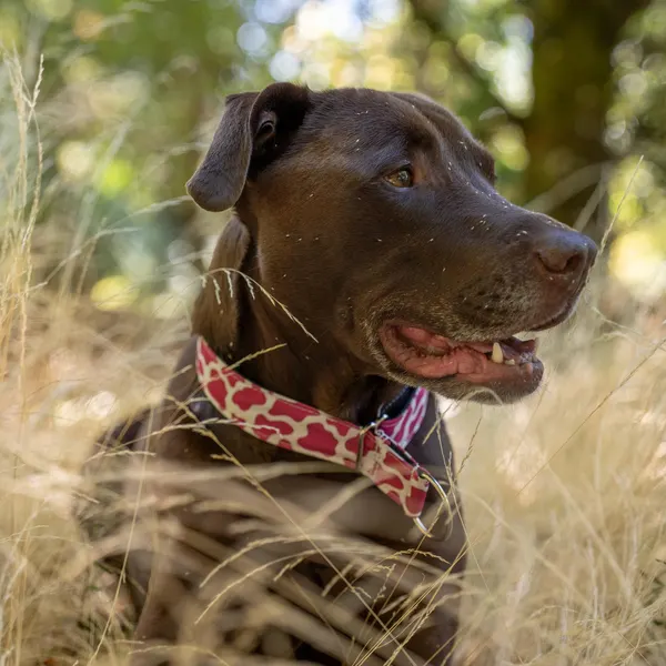 Pink Heart Bow Tie Collar for Dogs