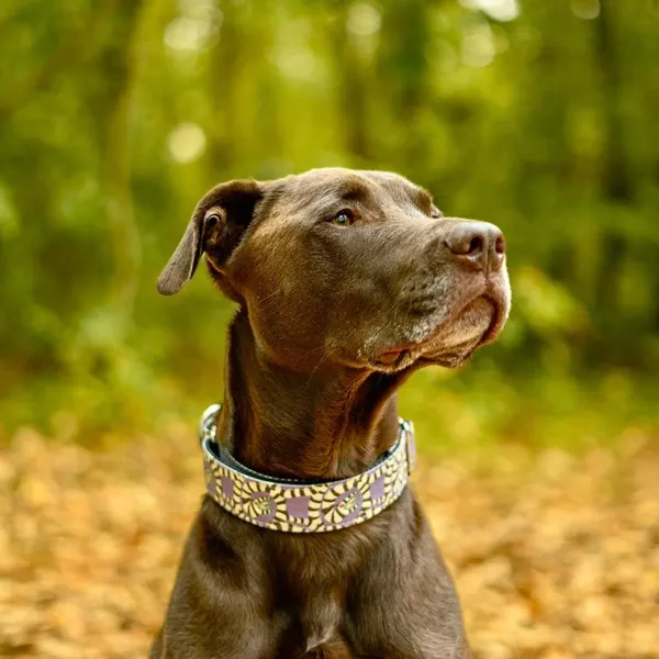 Designer Dog Collar