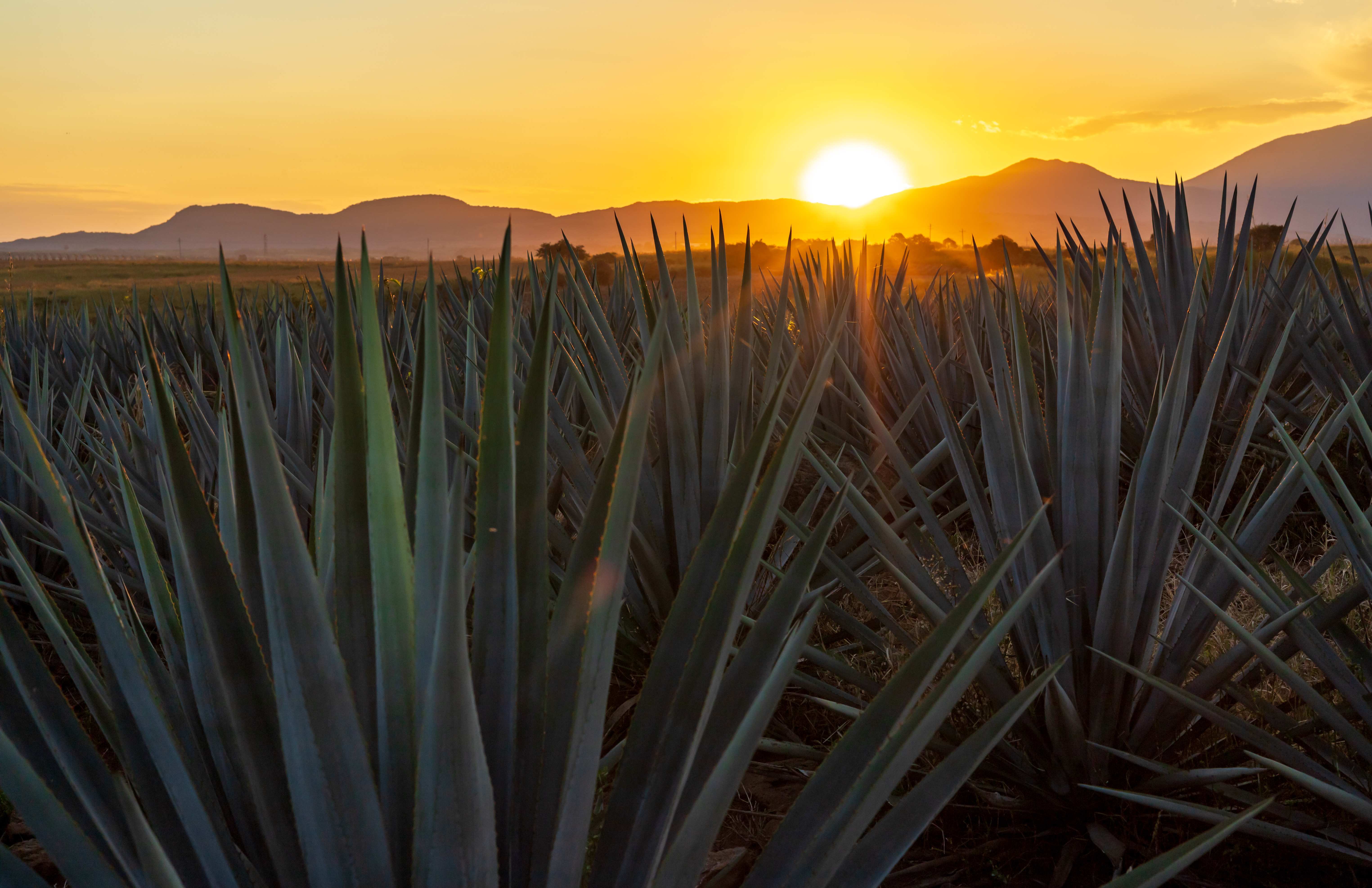 Ultimate Tequila Adventure: 