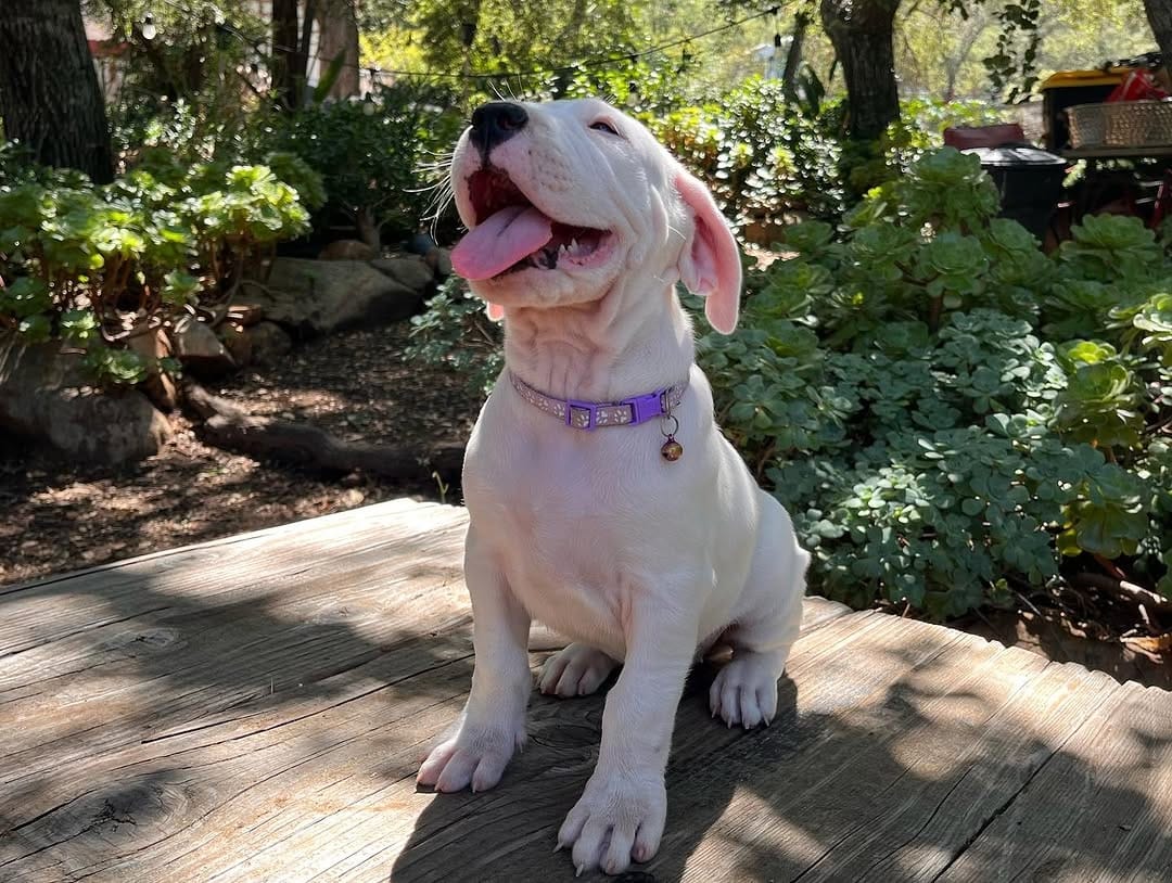 Gemma