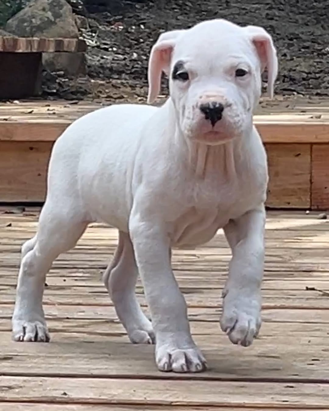 Winston