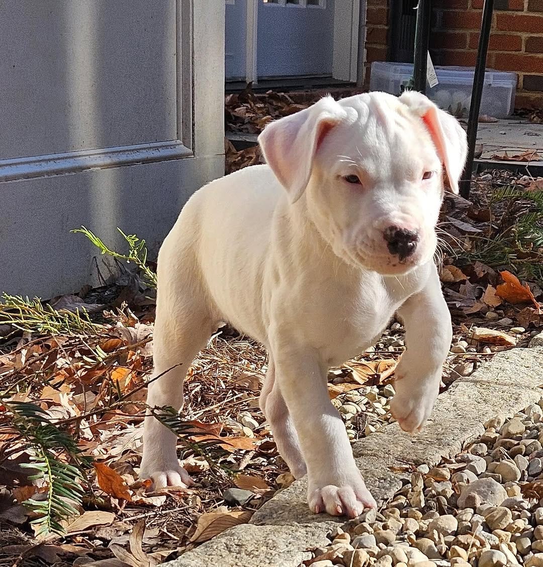 Gus